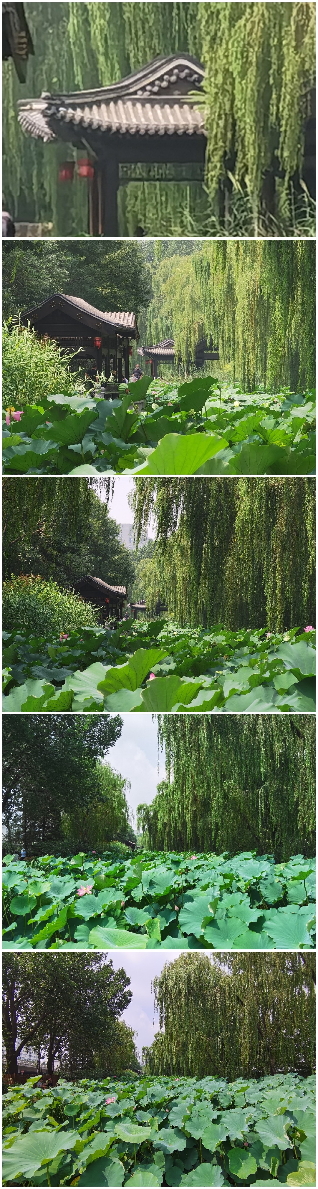 Collage_20210808_152845.jpg