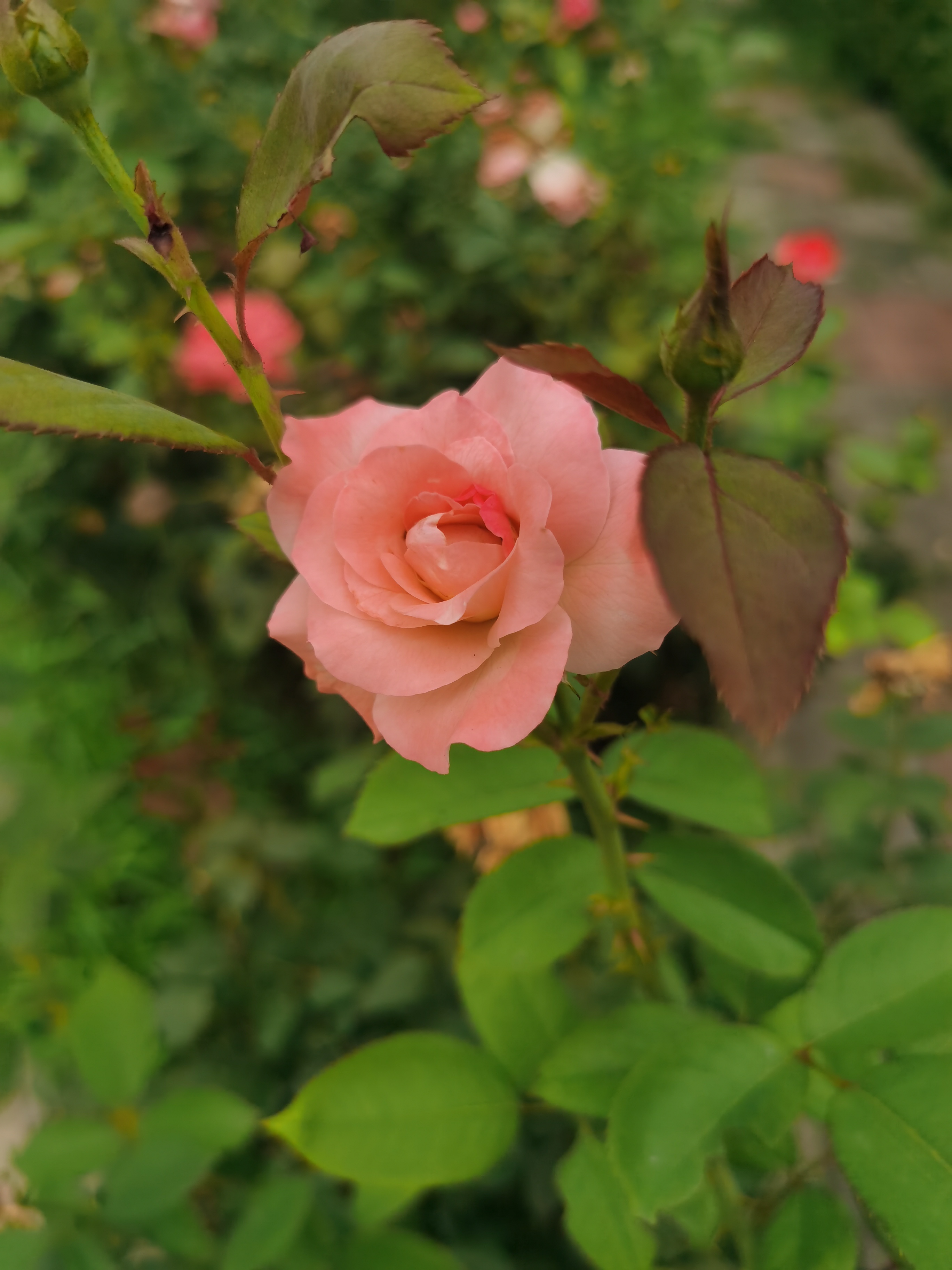 IMG_20210808_161846.jpg