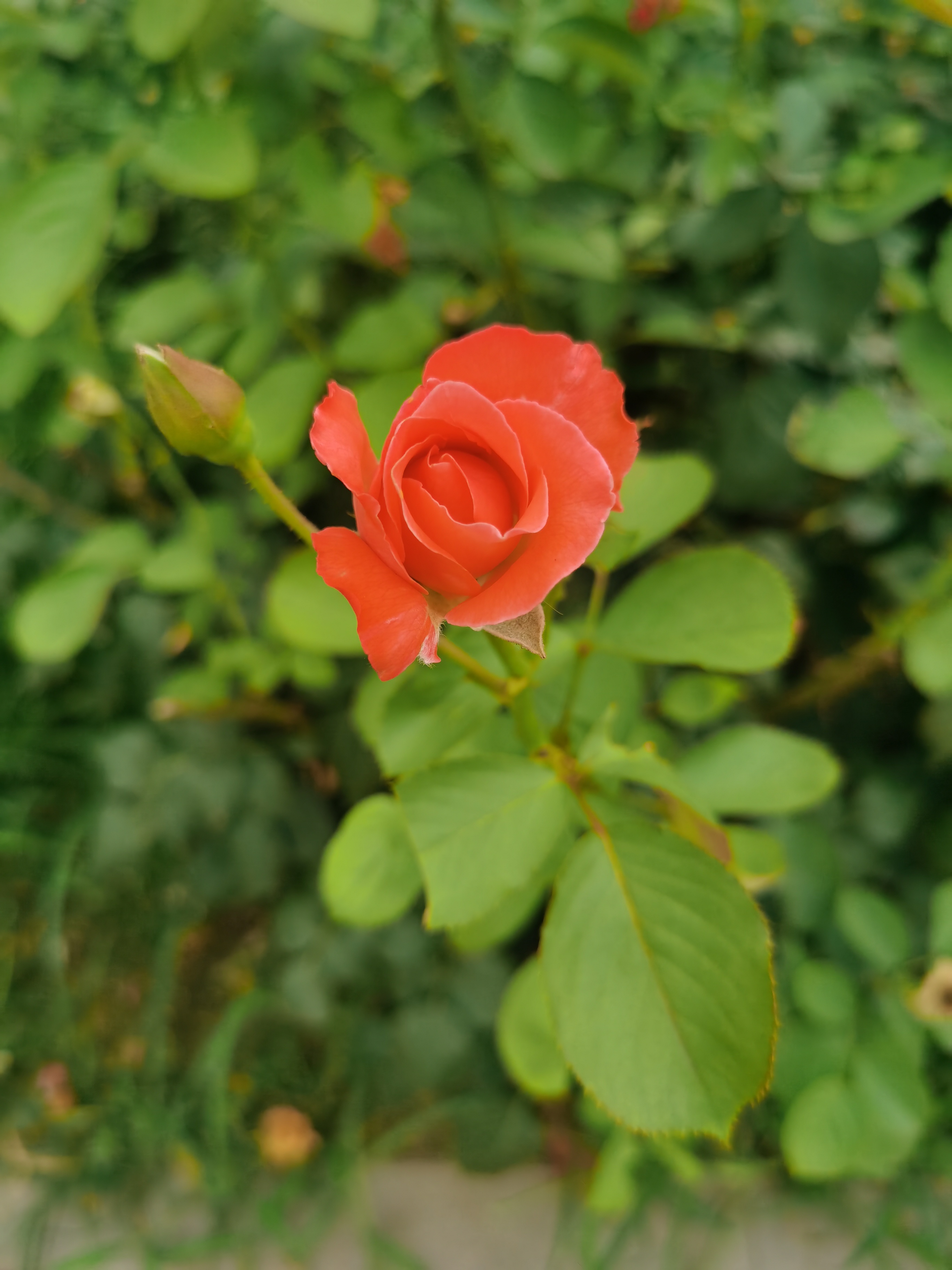 IMG_20210808_161937.jpg