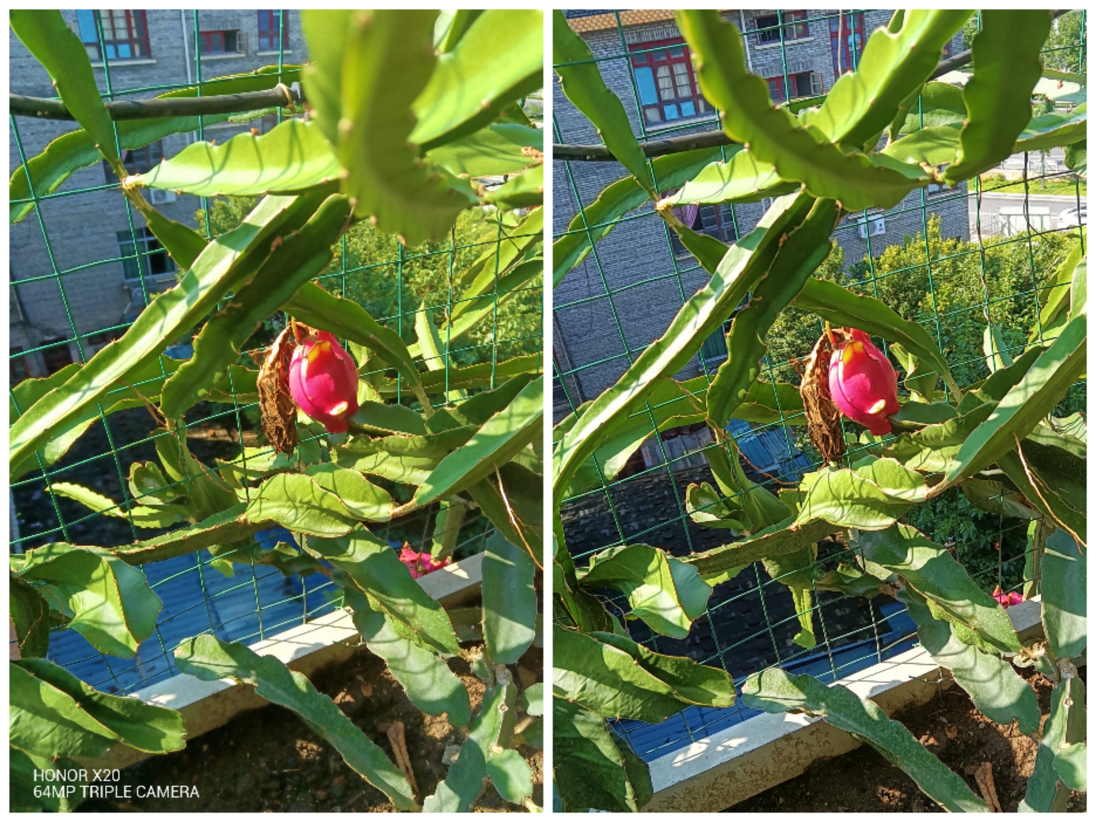 Collage_20210813_175015.jpg