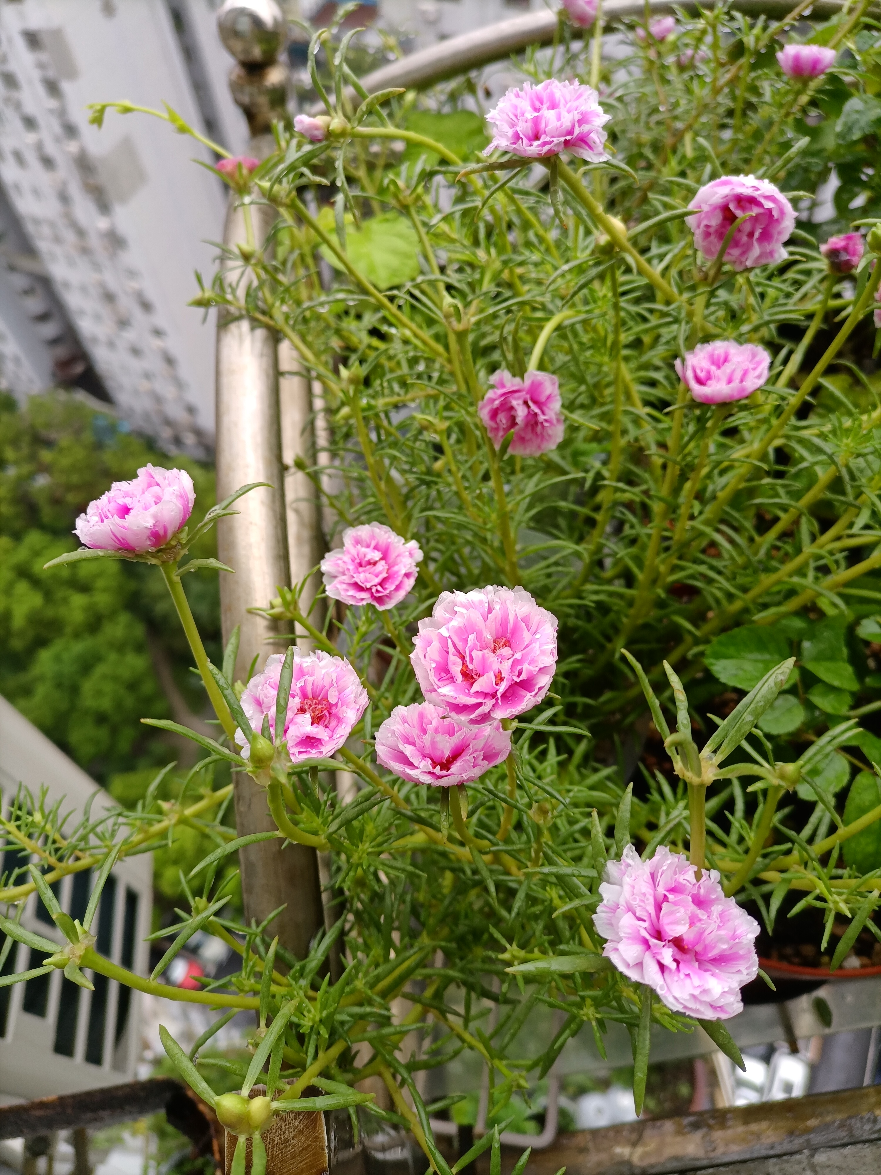 IMG_20210814_113451.jpg