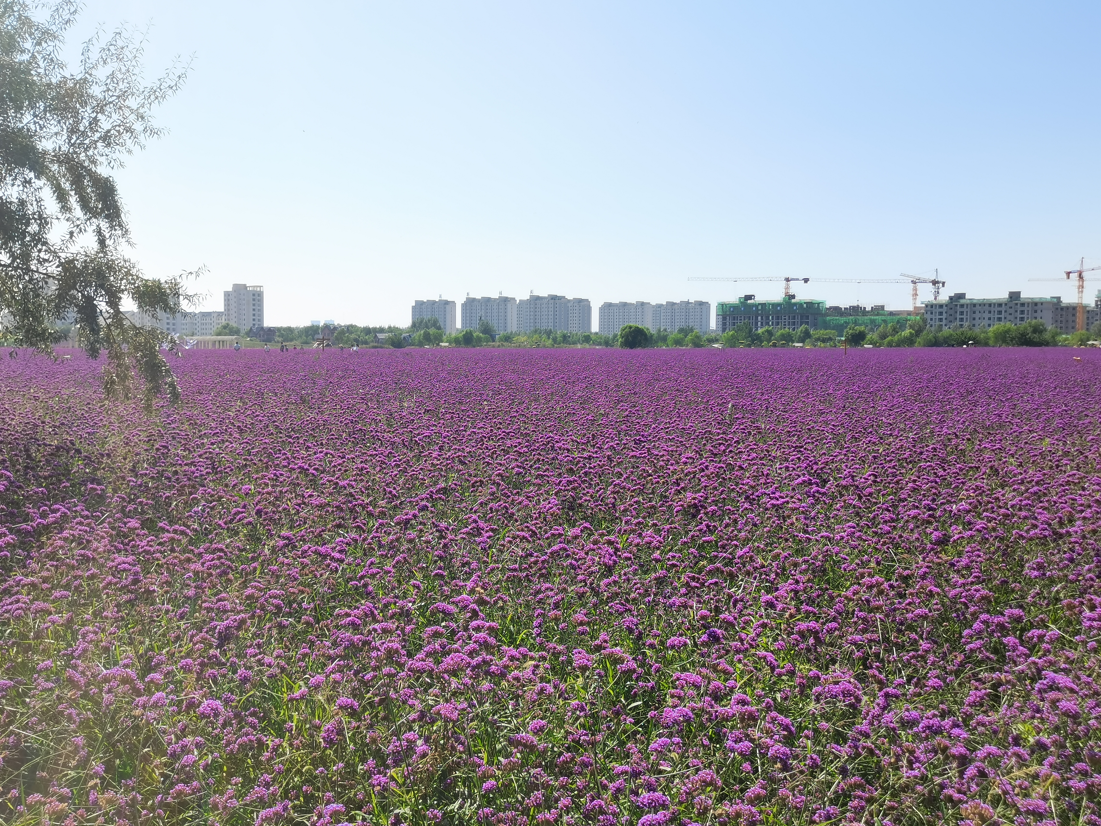 IMG_20210814_103149.jpg