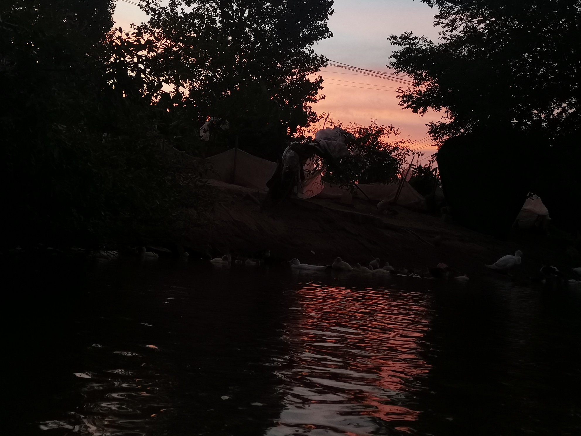 IMG_20210711_051556.jpg