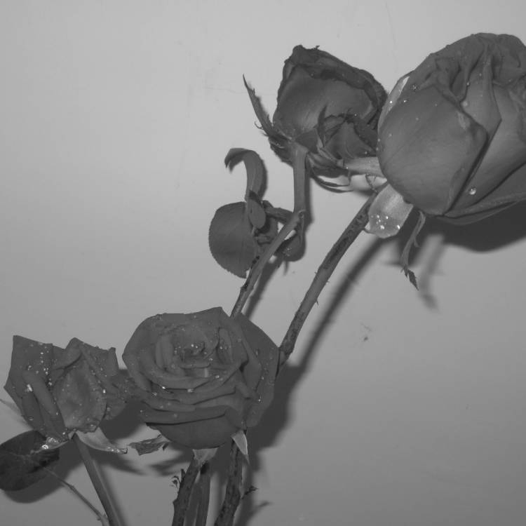 qxlarge-dsc-595C01106355DEF00F06381C15667EB1.jpg