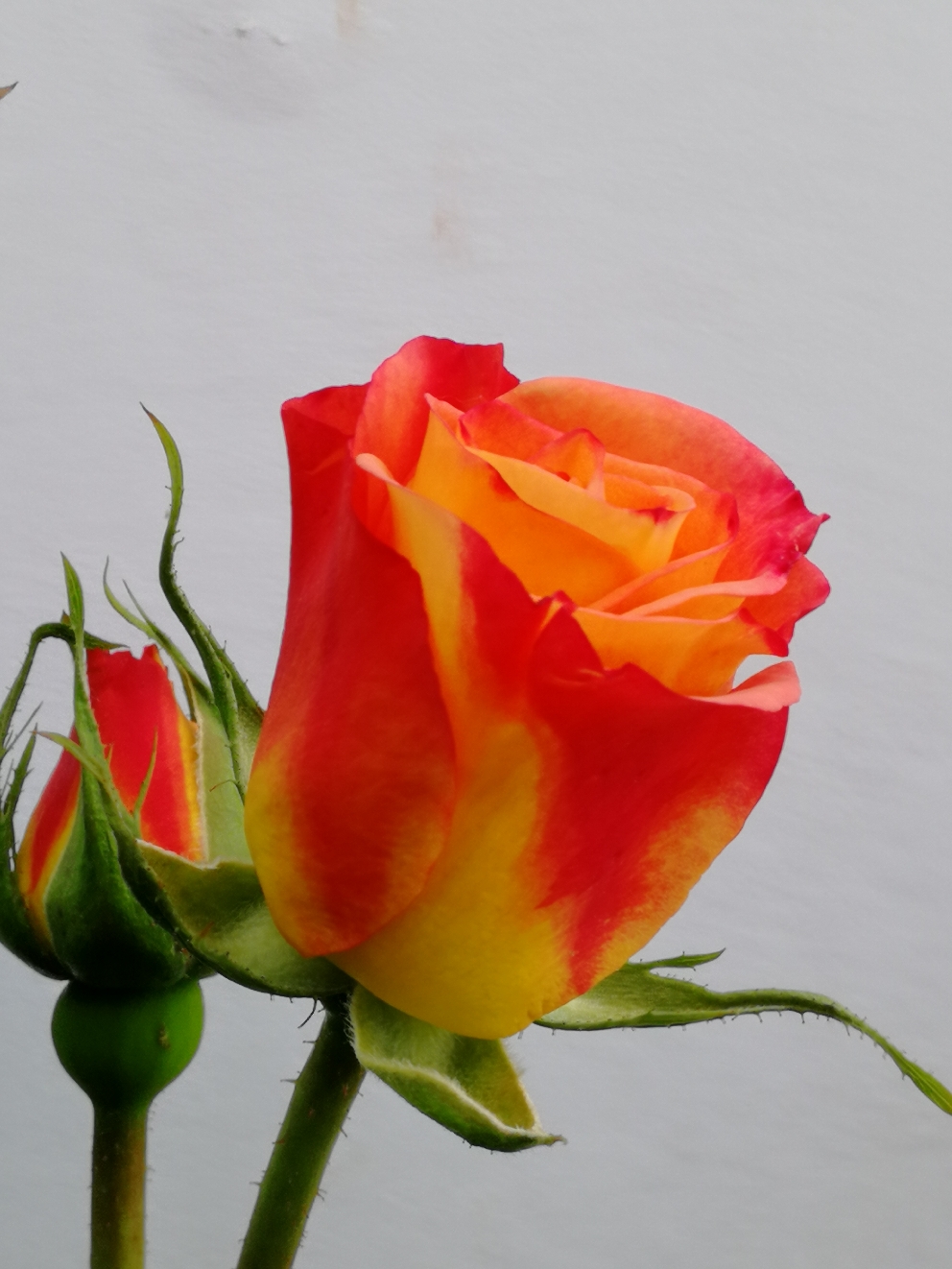 IMG_20210414_101318.jpg