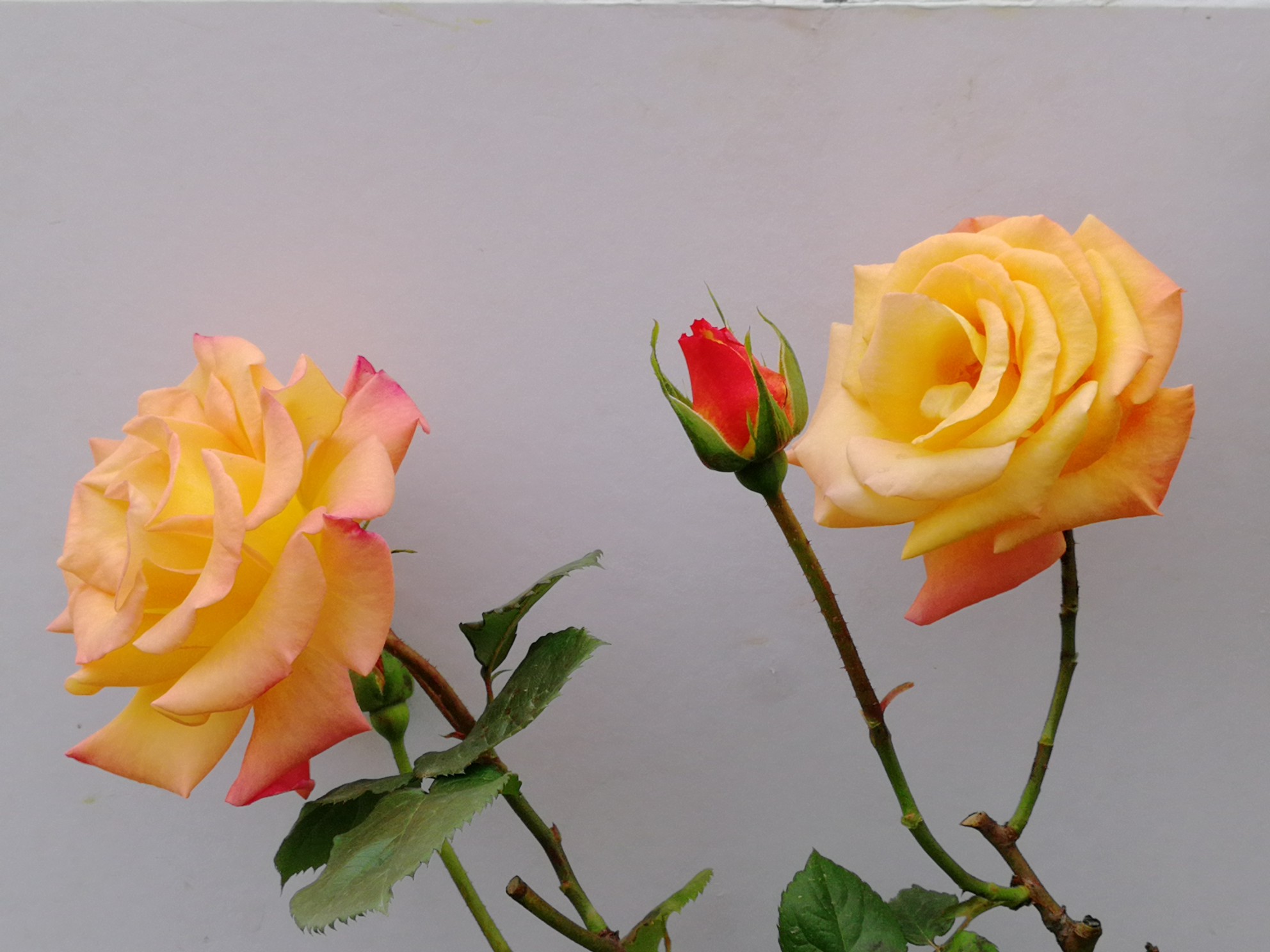 IMG_20210414_100601.jpg