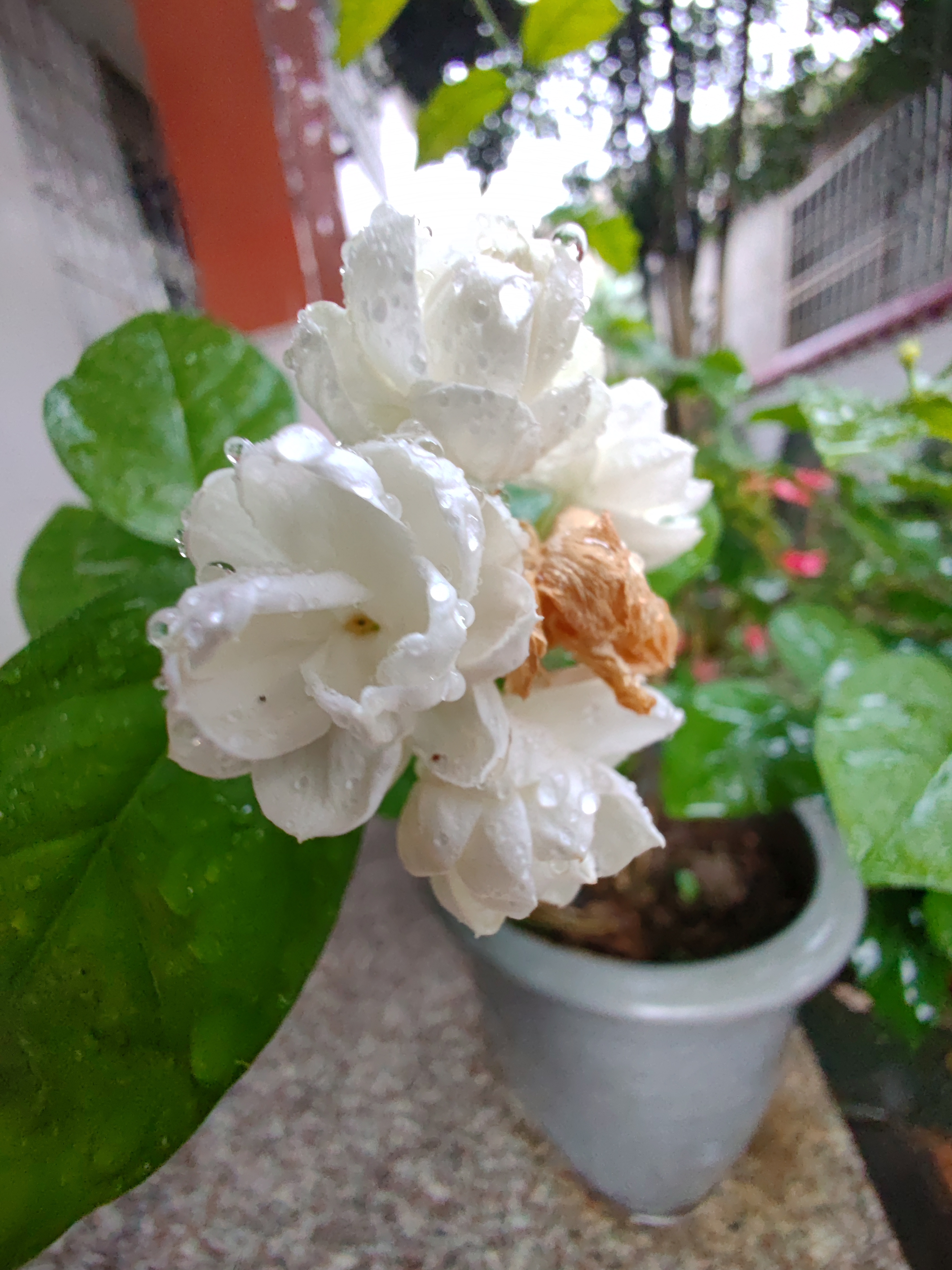 IMG_20210821_153526.jpg