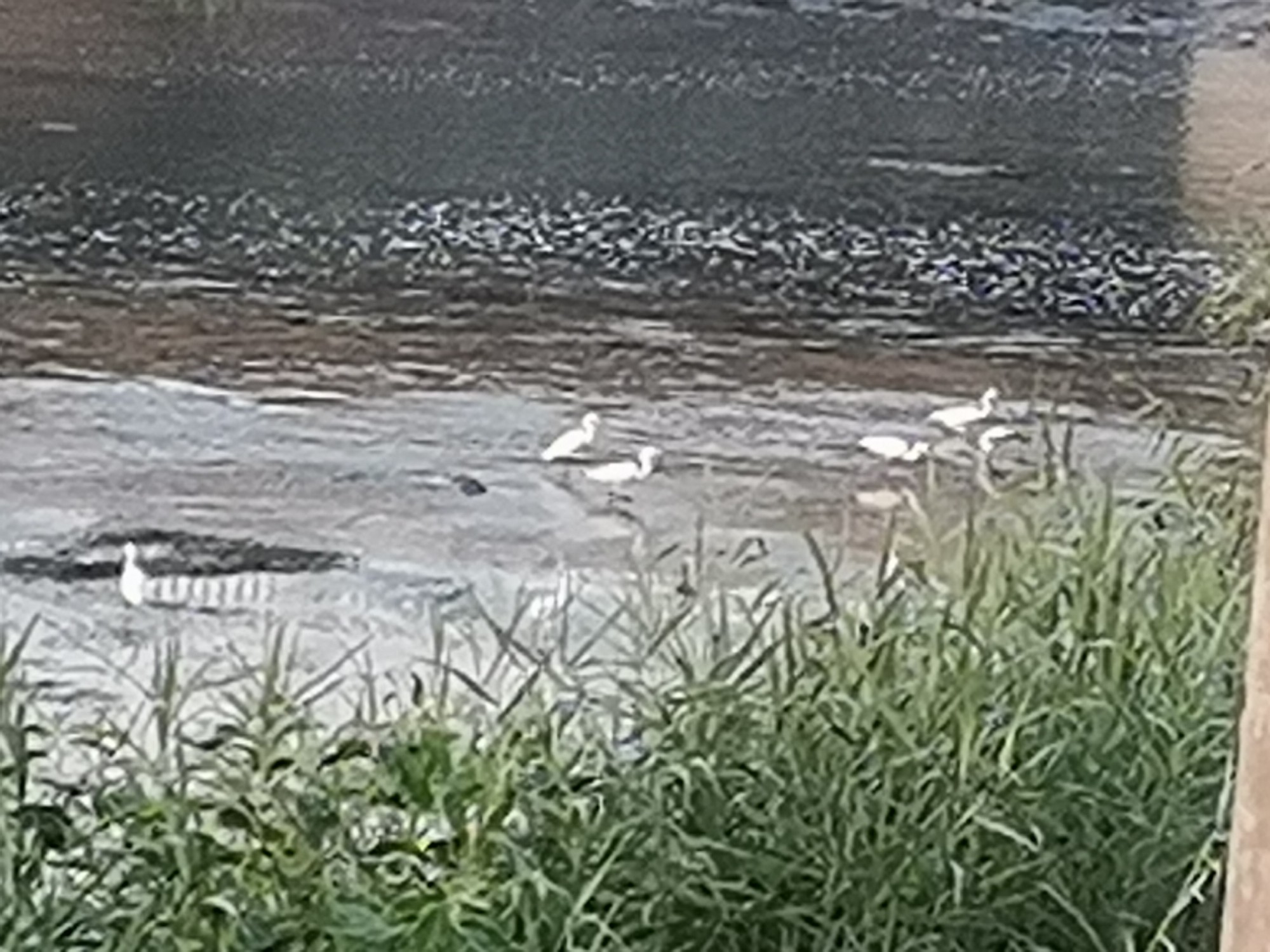 IMG_20210821_055116.jpg