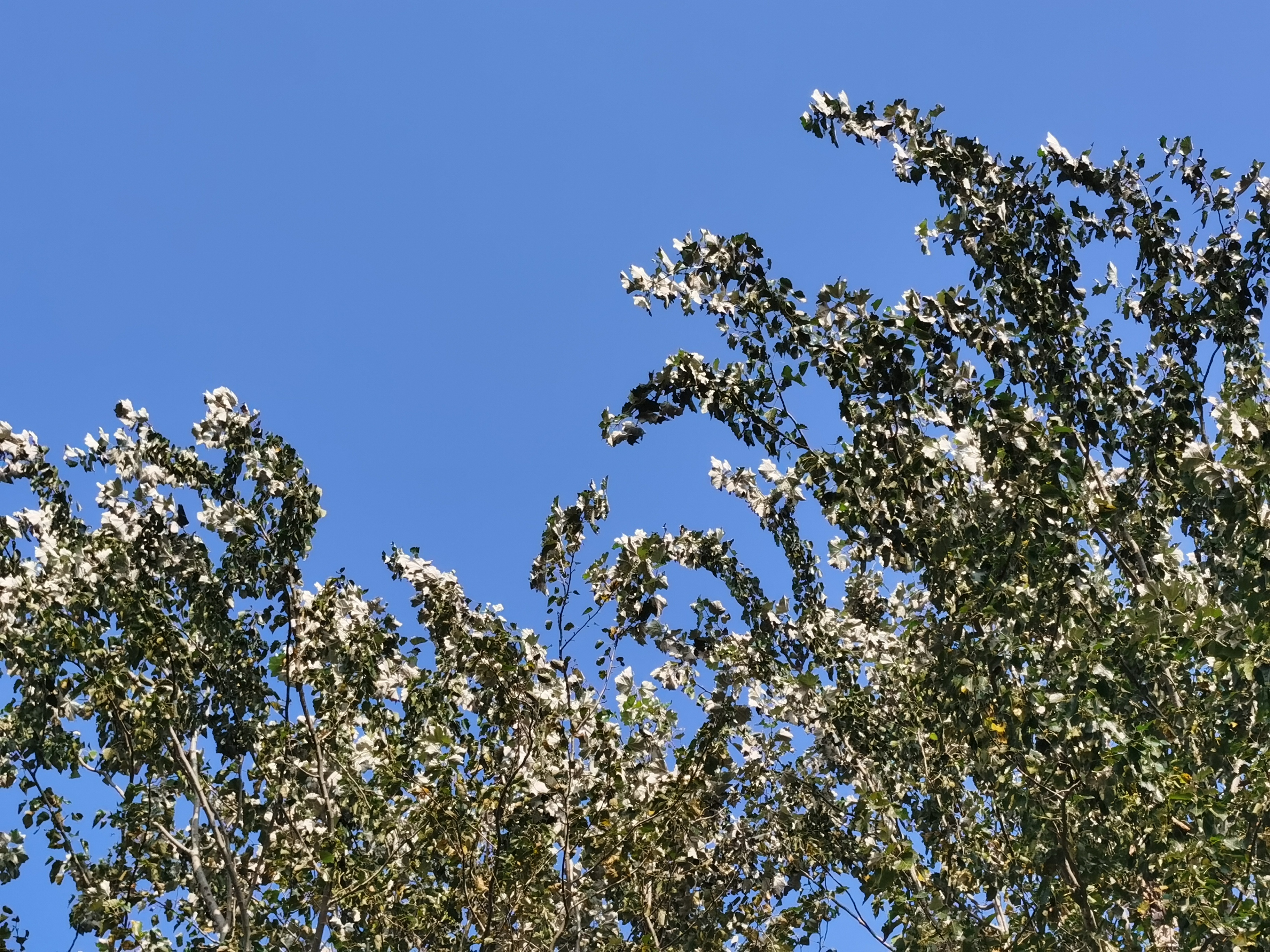 IMG_20210822_161459.jpg