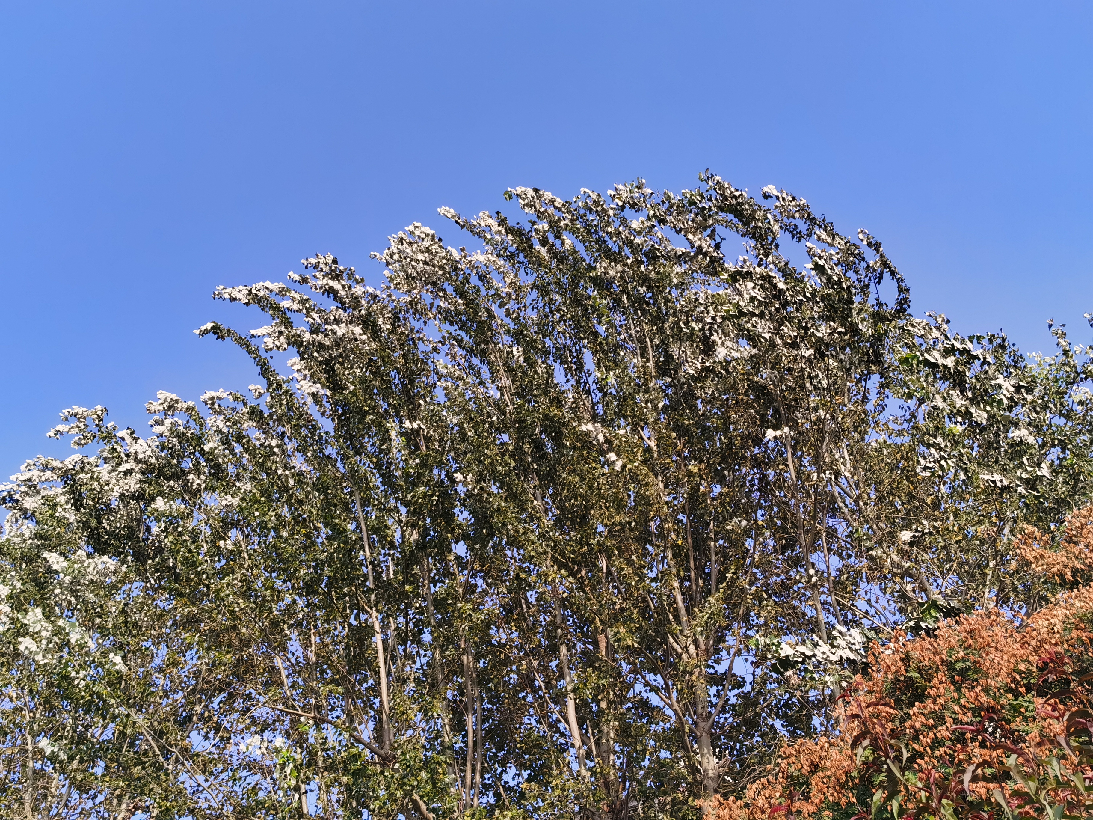 IMG_20210822_161416.jpg