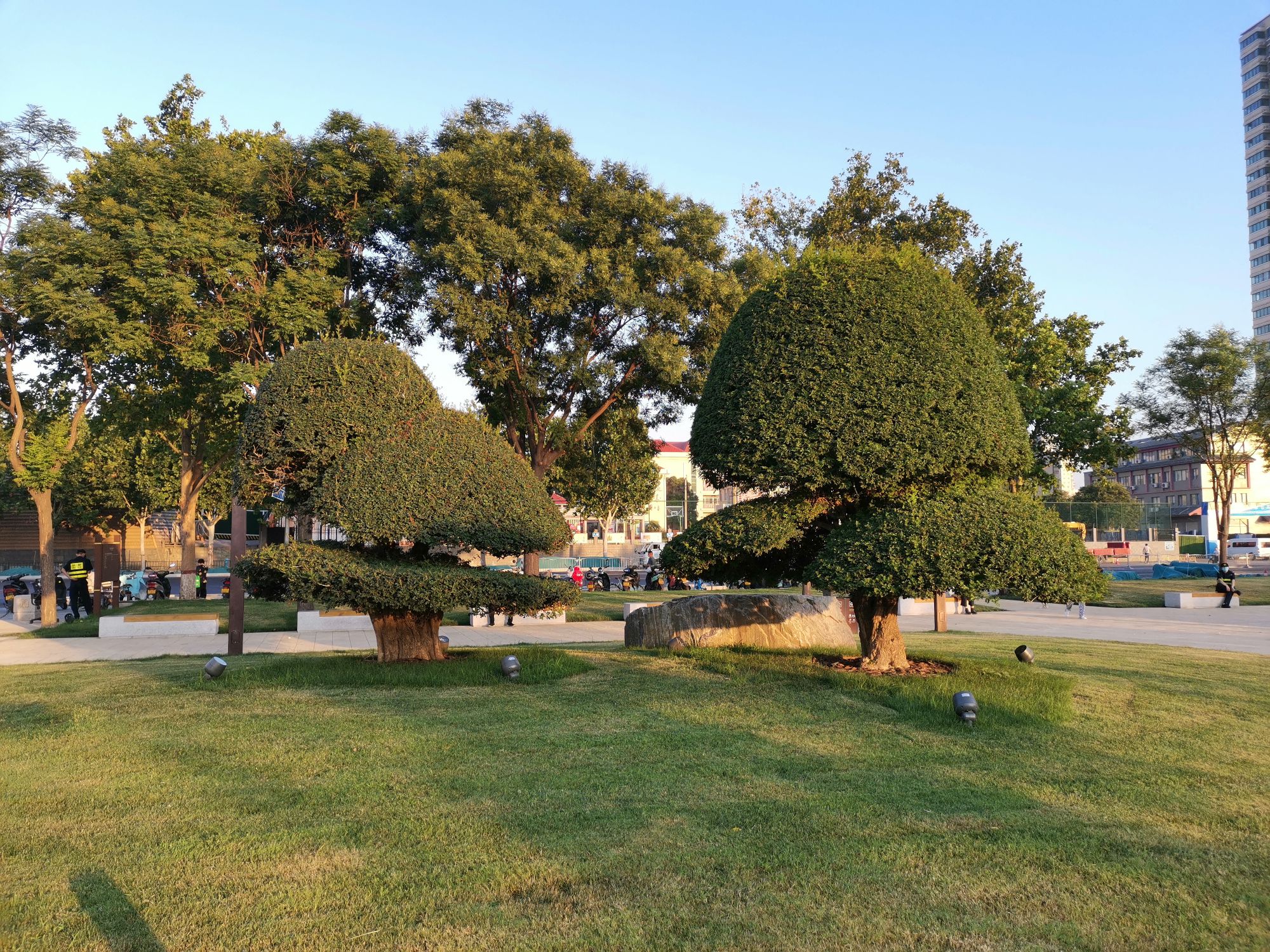 IMG_20210709_060026.jpg