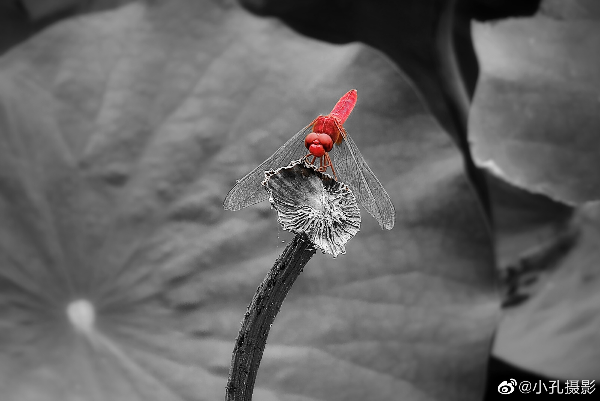 img-16298085572419b6d58376b97543da9e2900a6ff6e6e4.jpg