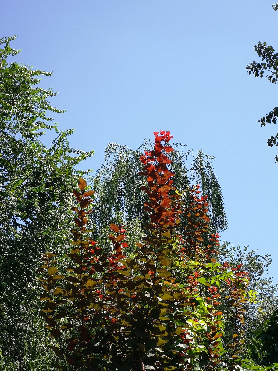 IMG_20210821_111518.jpg