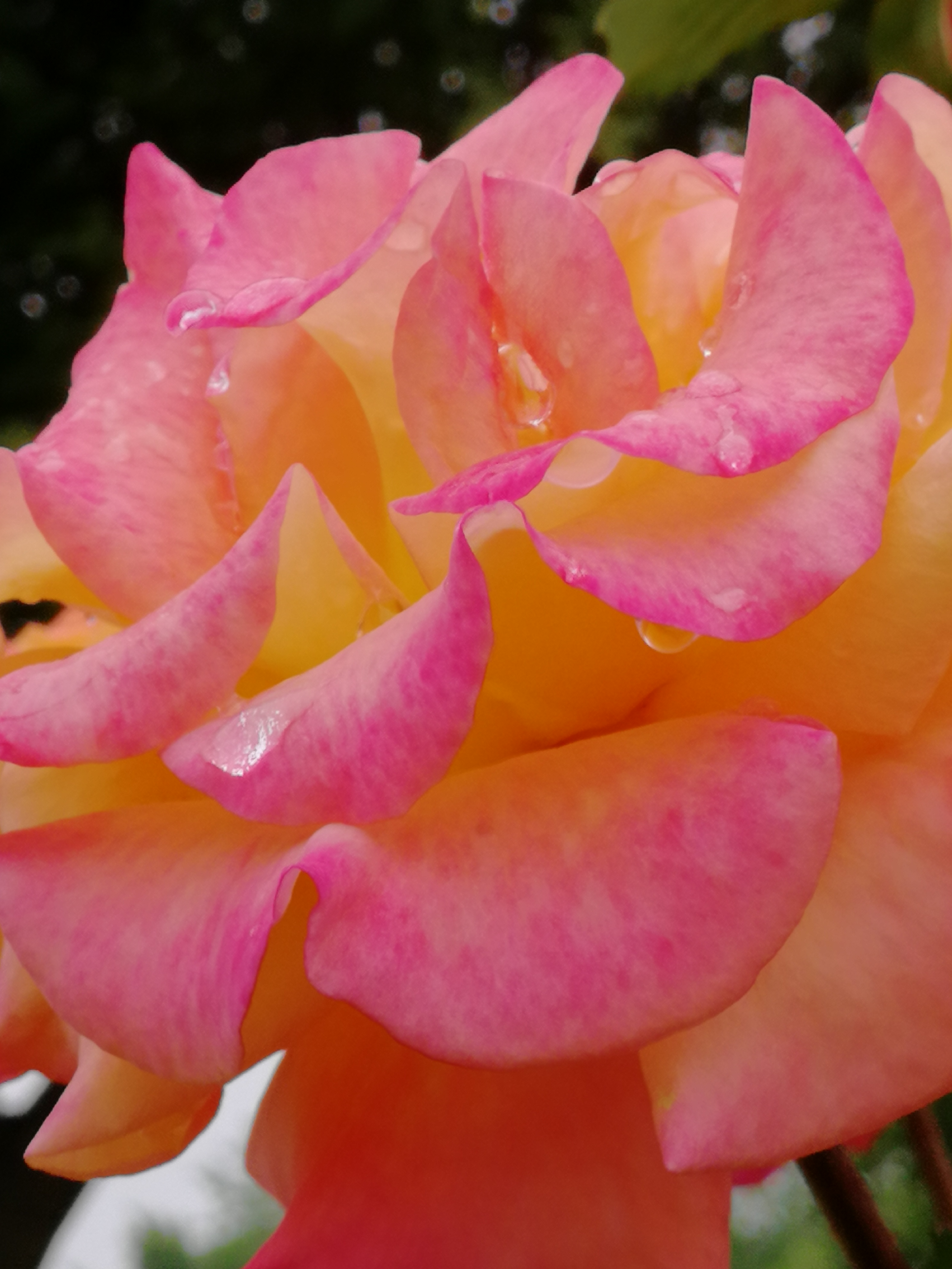 IMG_20210420_094240.jpg