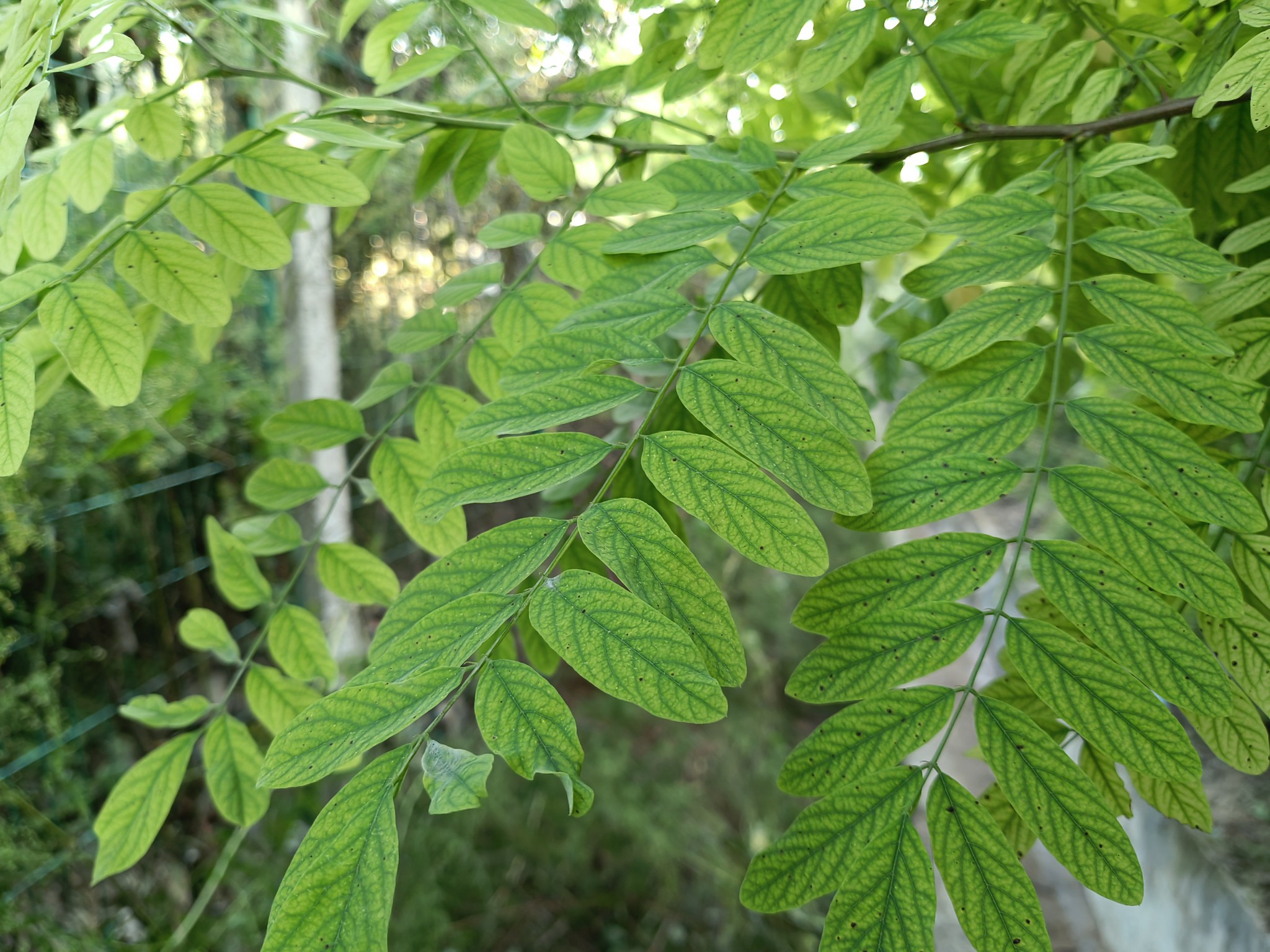 IMG_20210827_172143.jpg