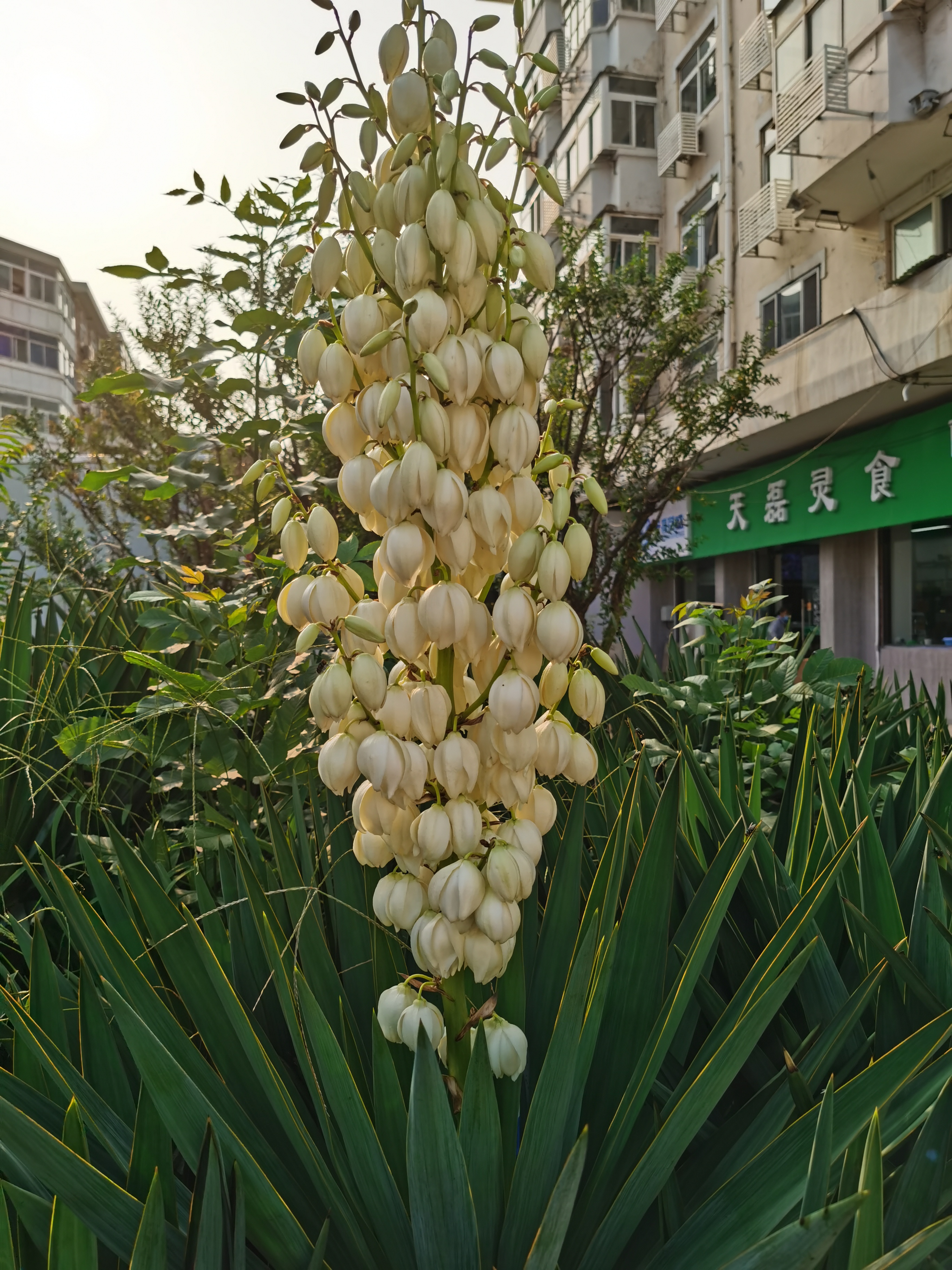 IMG_20210829_162755.jpg