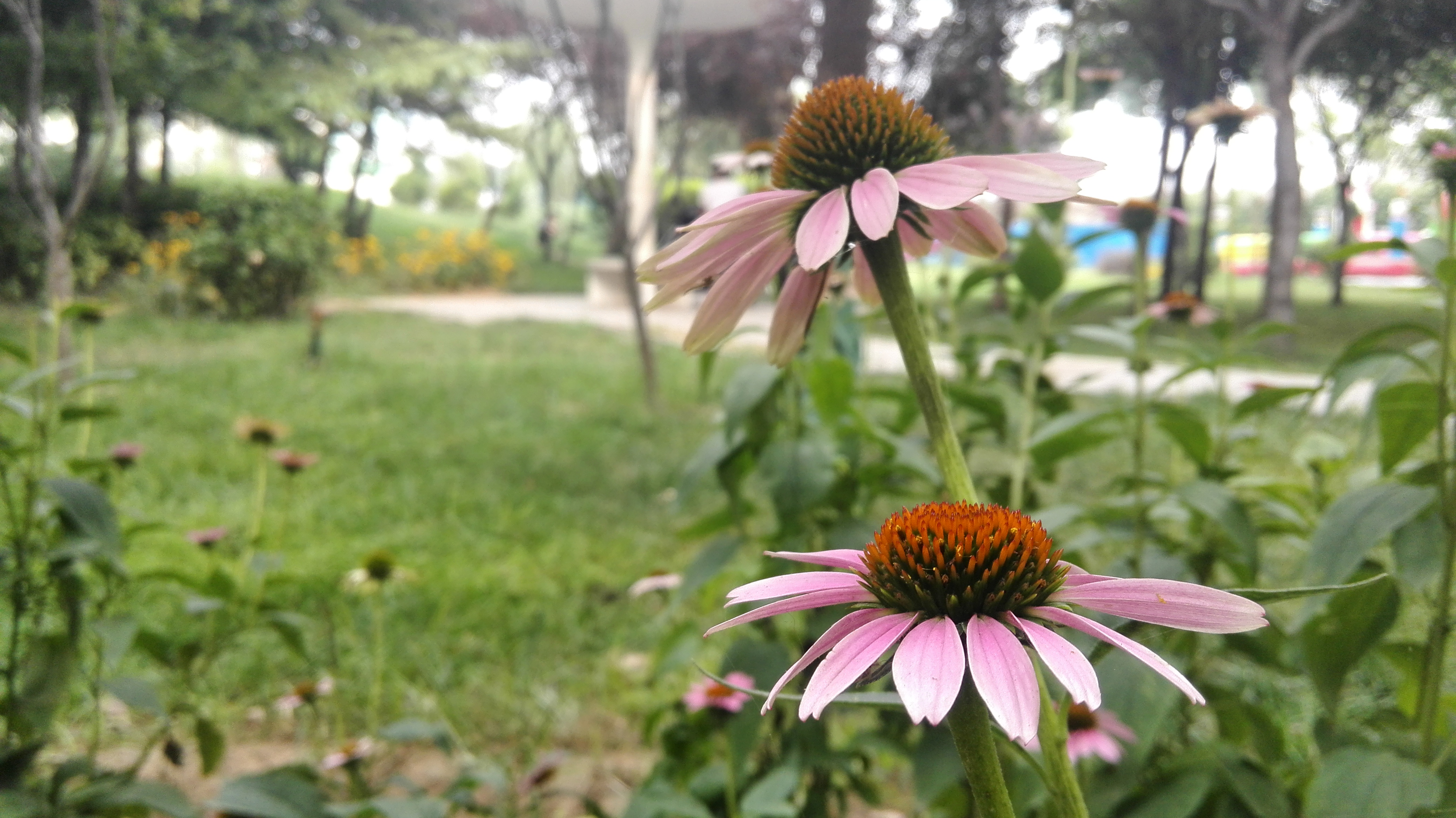 IMG_20150812_170856.jpg