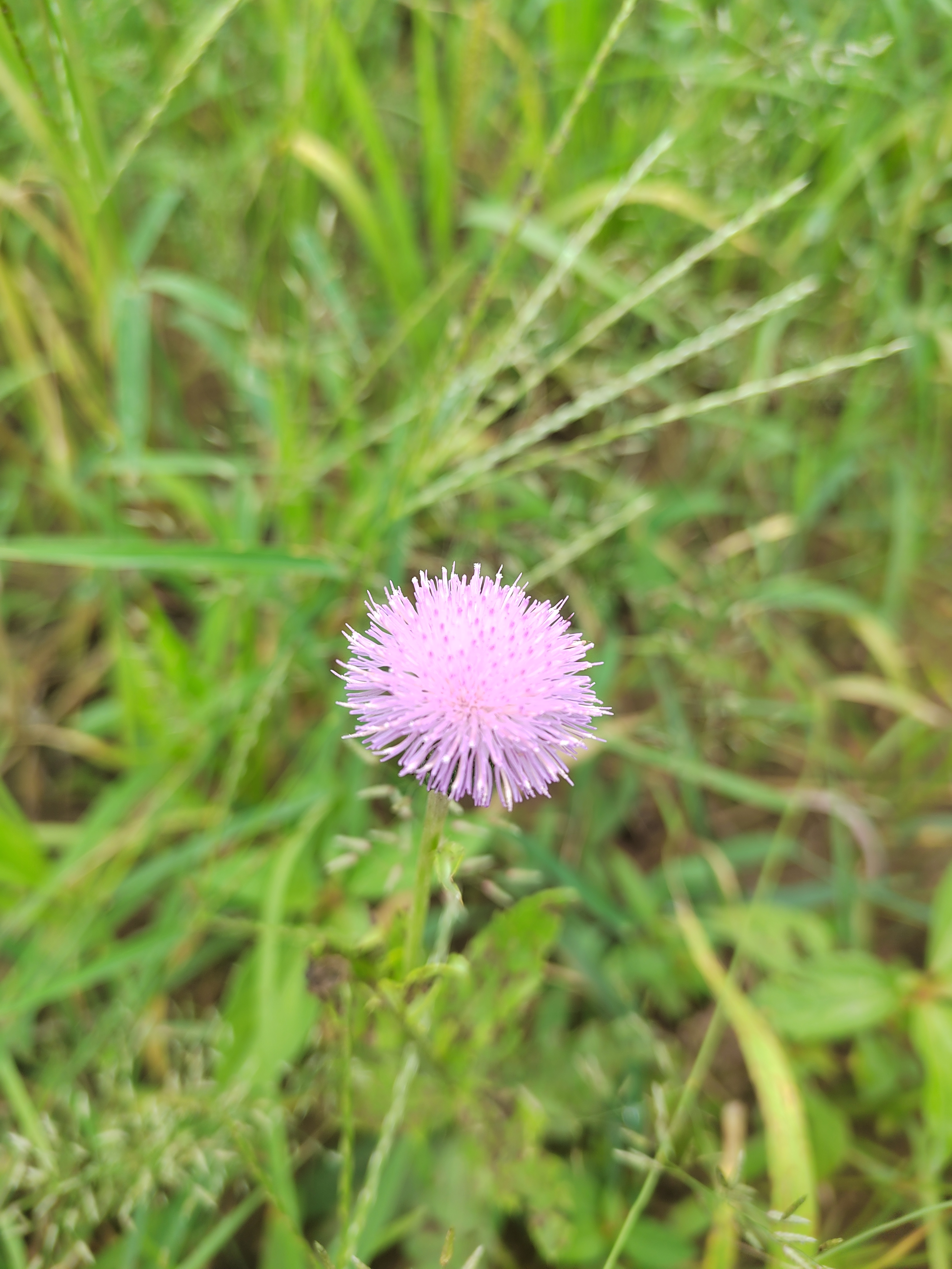 IMG_20210829_103015.jpg