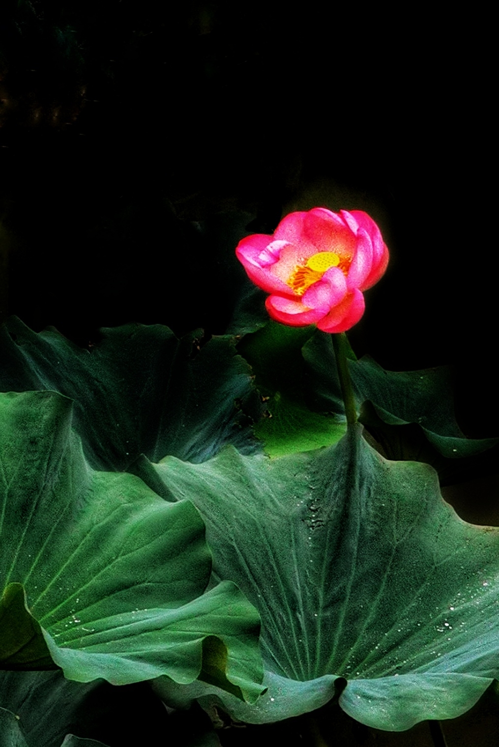 2063eae540b29670aa193b225fc90bd0659dc40b5f3895cb0415402a63ded2bb-01.jpeg