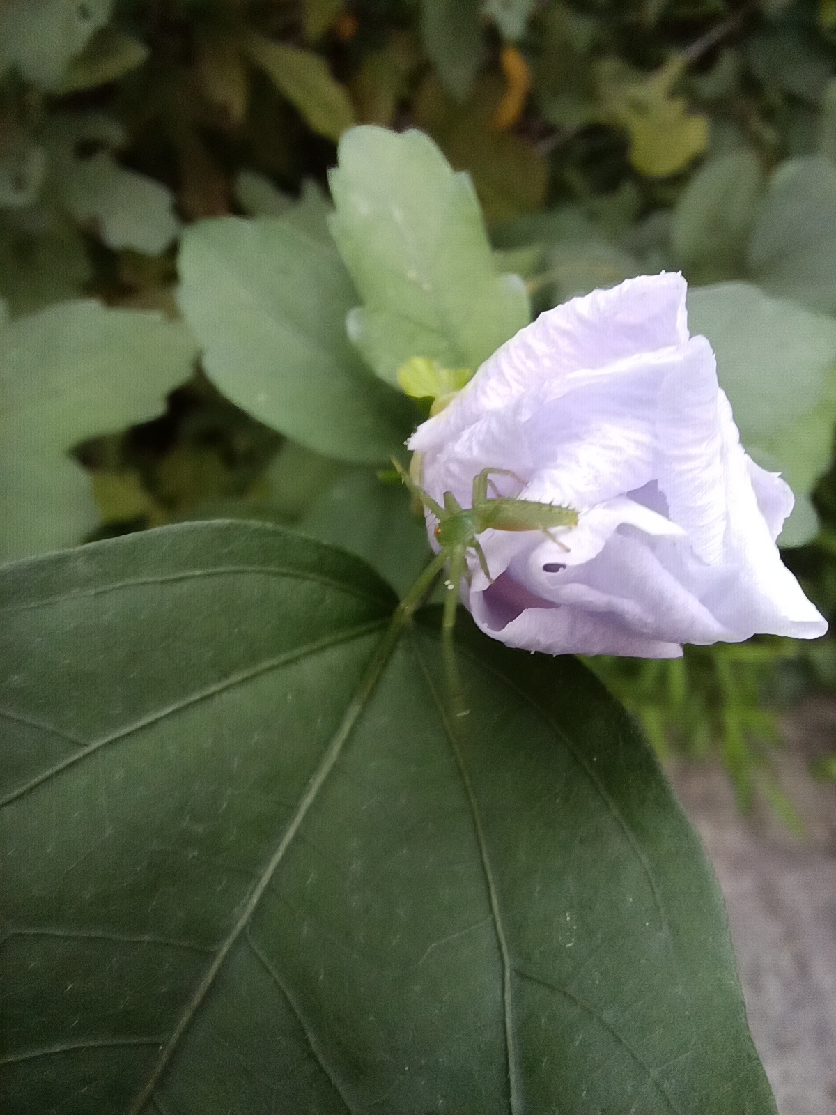 IMG_20210907_151930.jpg