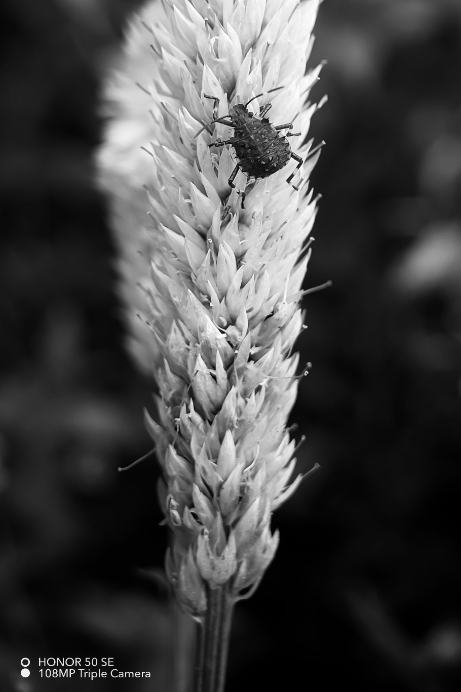 IMG_20210906_164323-01.jpeg