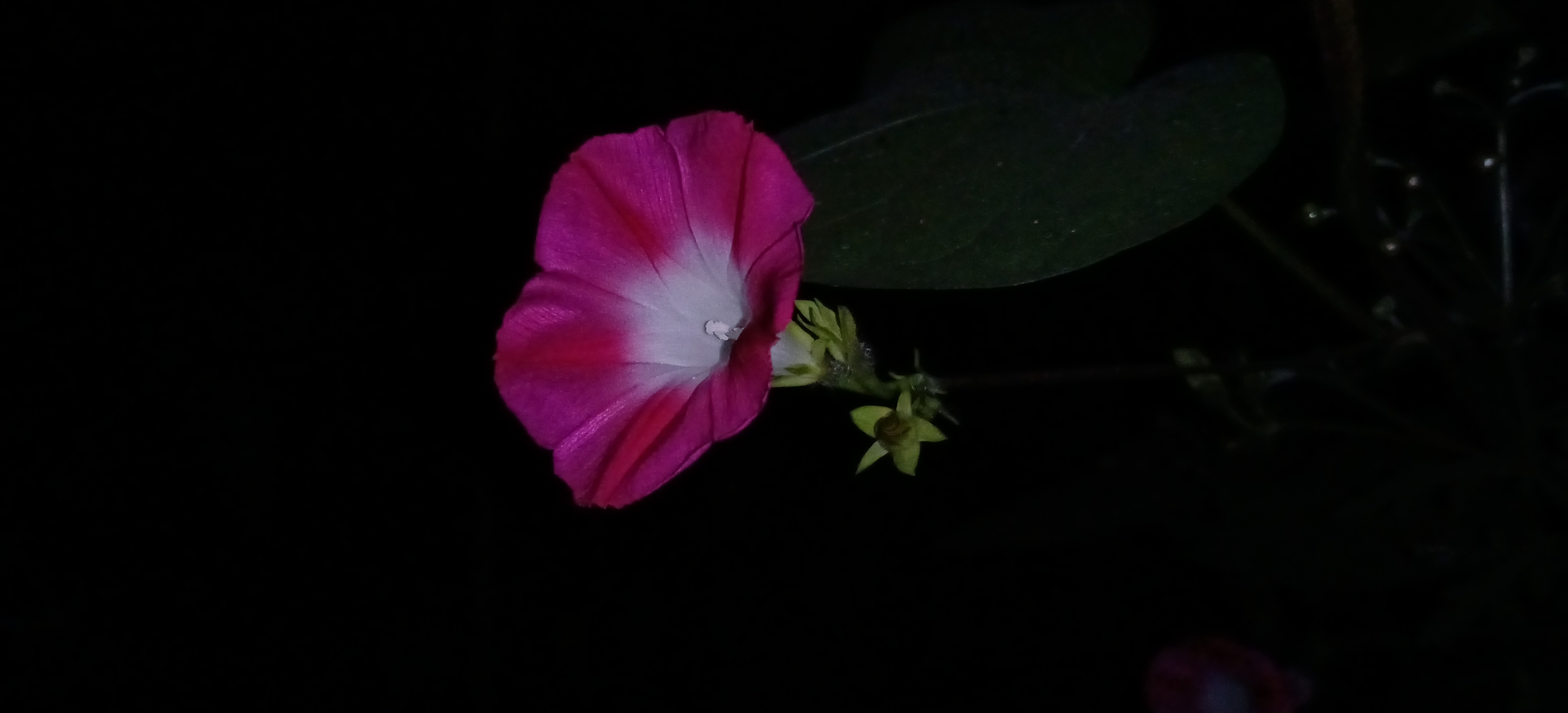 IMG_20210919_204013.jpg