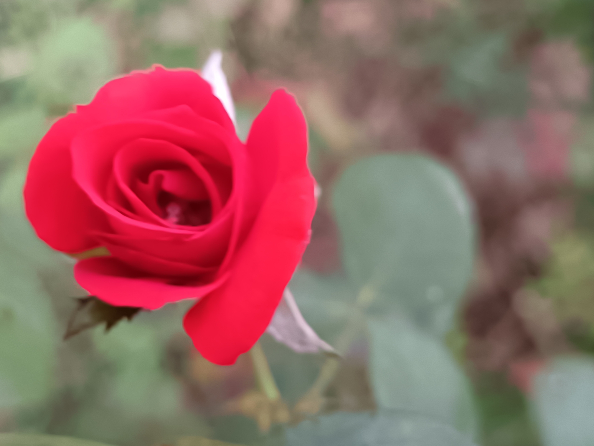 IMG_20210924_063404.jpg