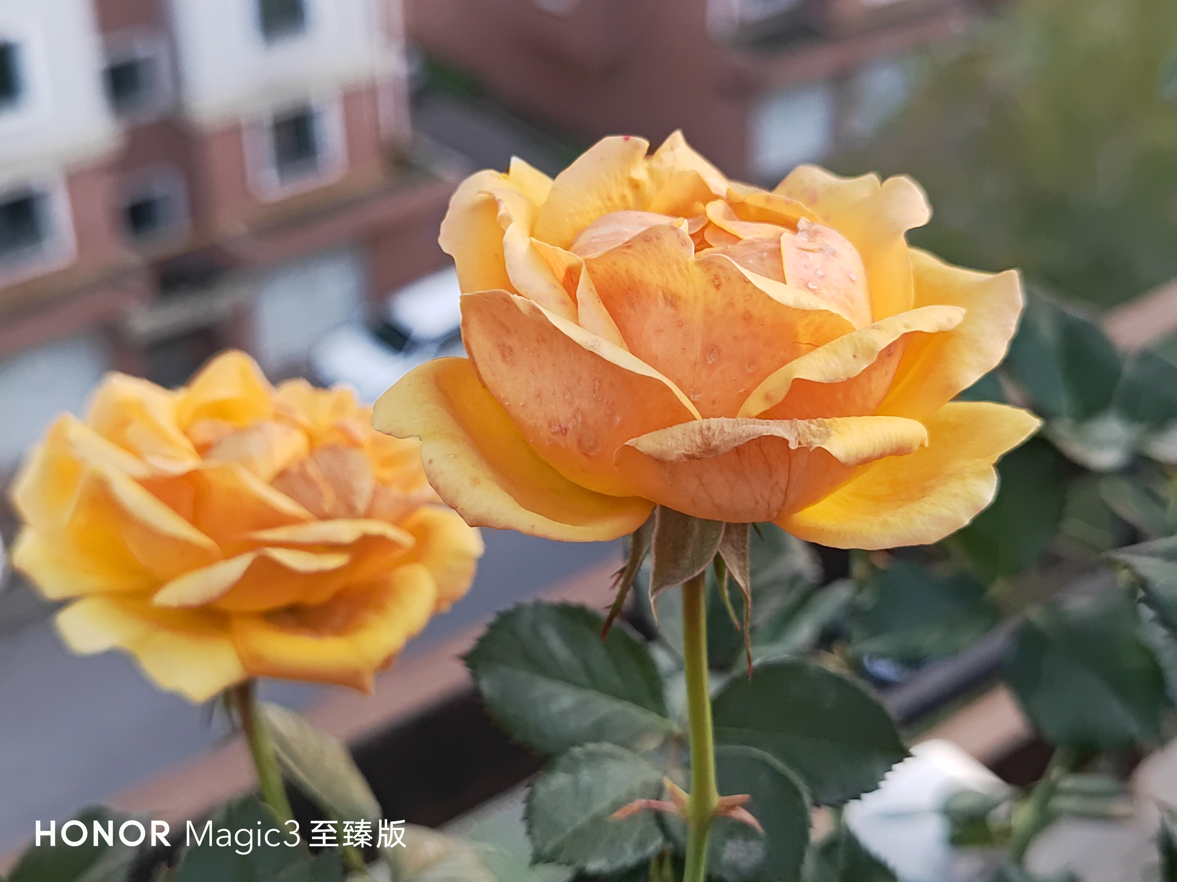 IMG_20210926_165117.jpg