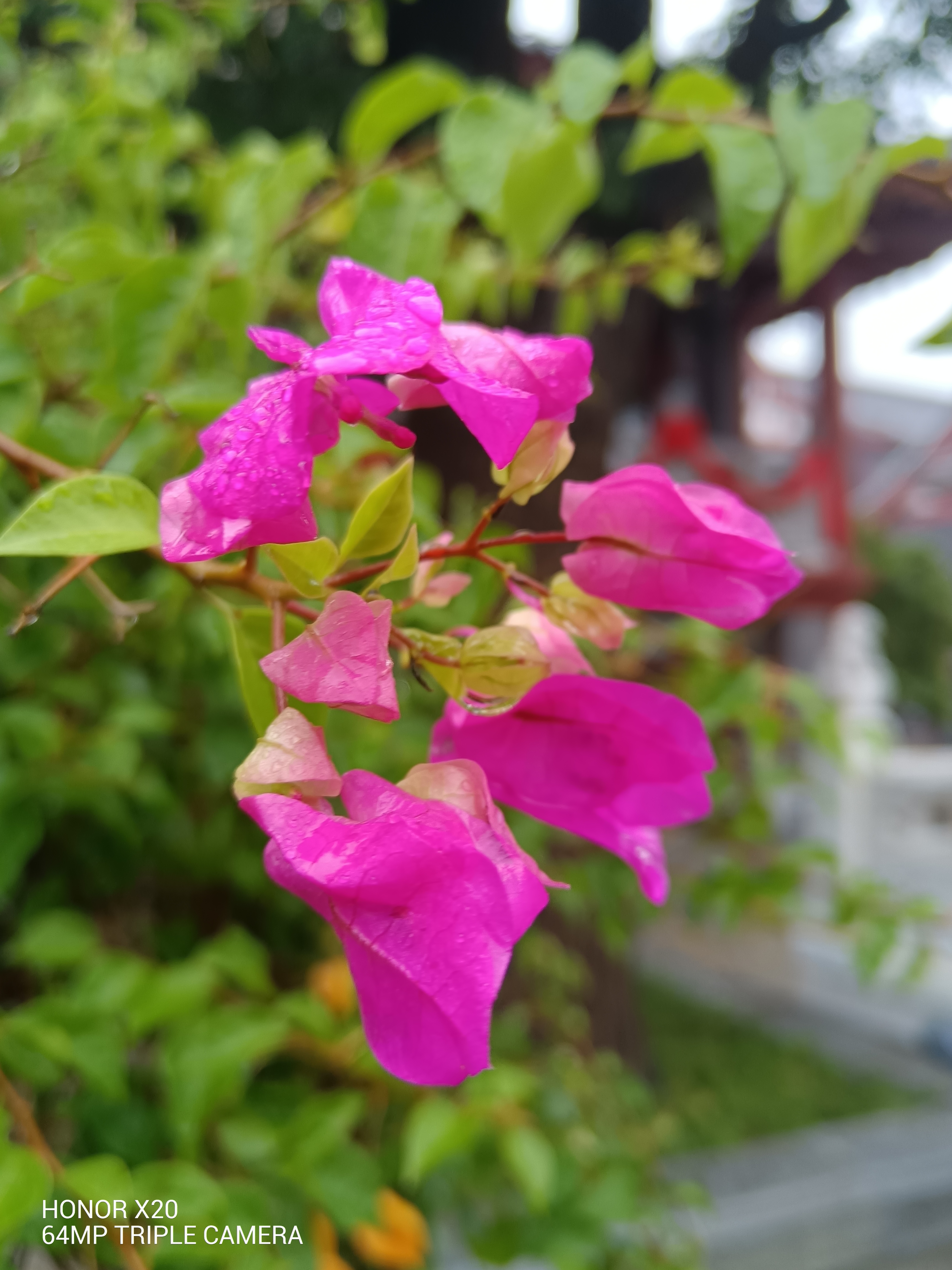 IMG_20211004_074456.jpg