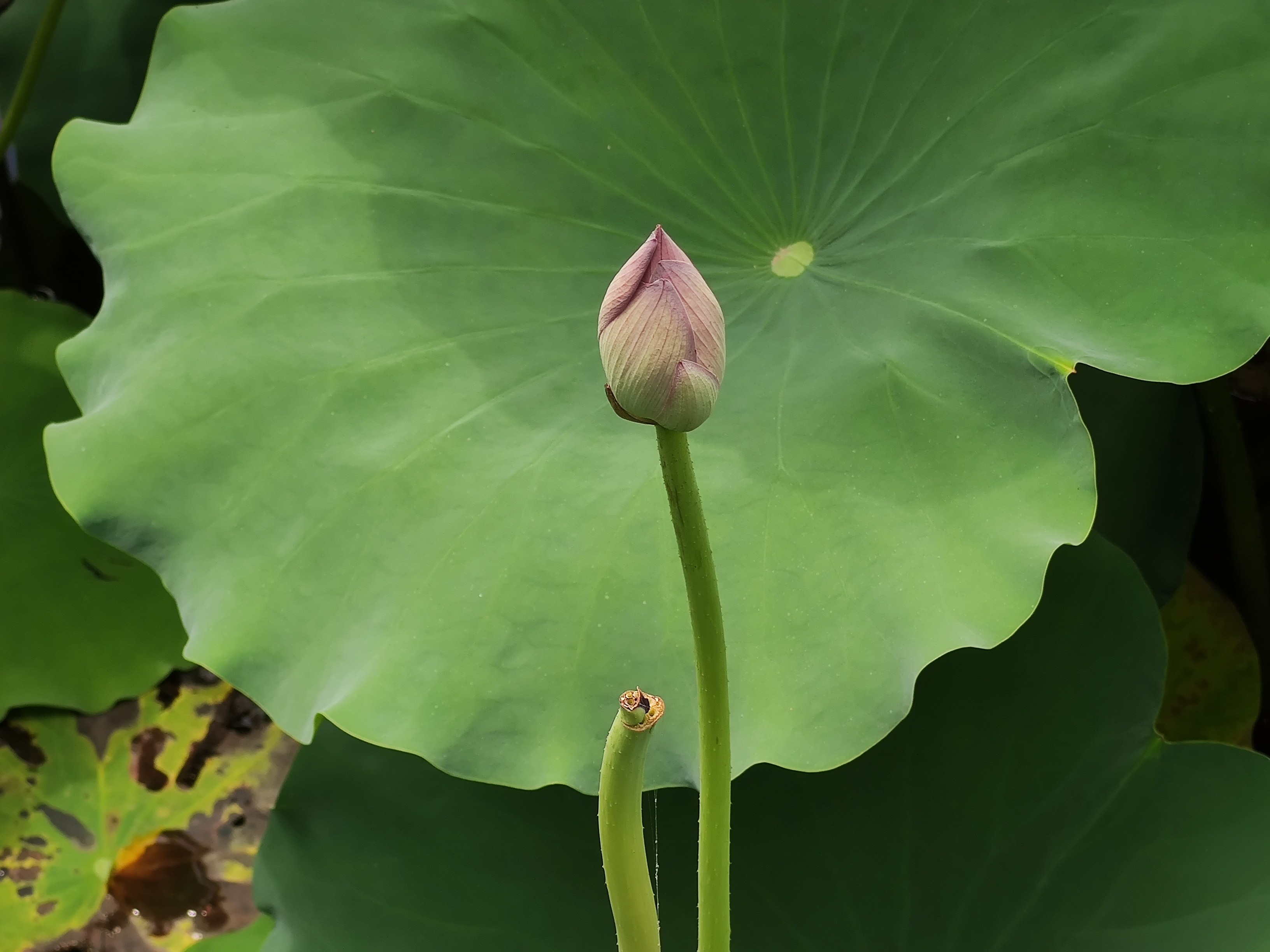 荷花（原图）#21-06-09.jpg
