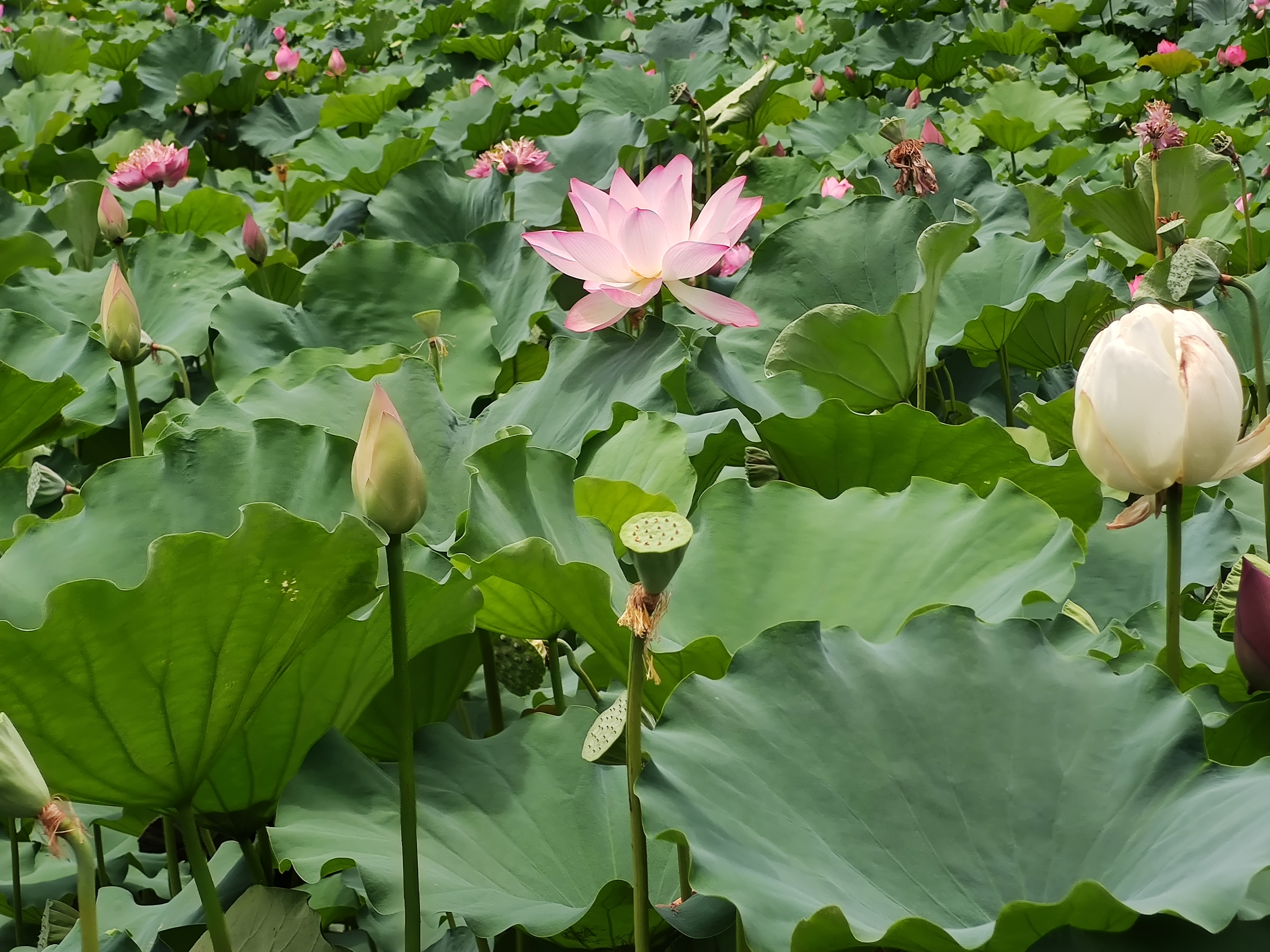 荷花（原图2）#21-06-09.jpg