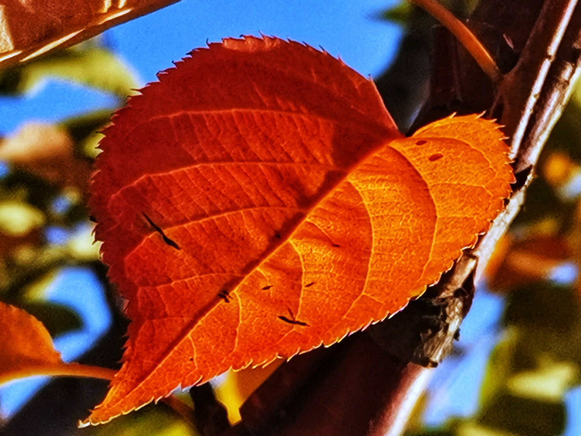 IMG_20211006_172500-01.jpeg