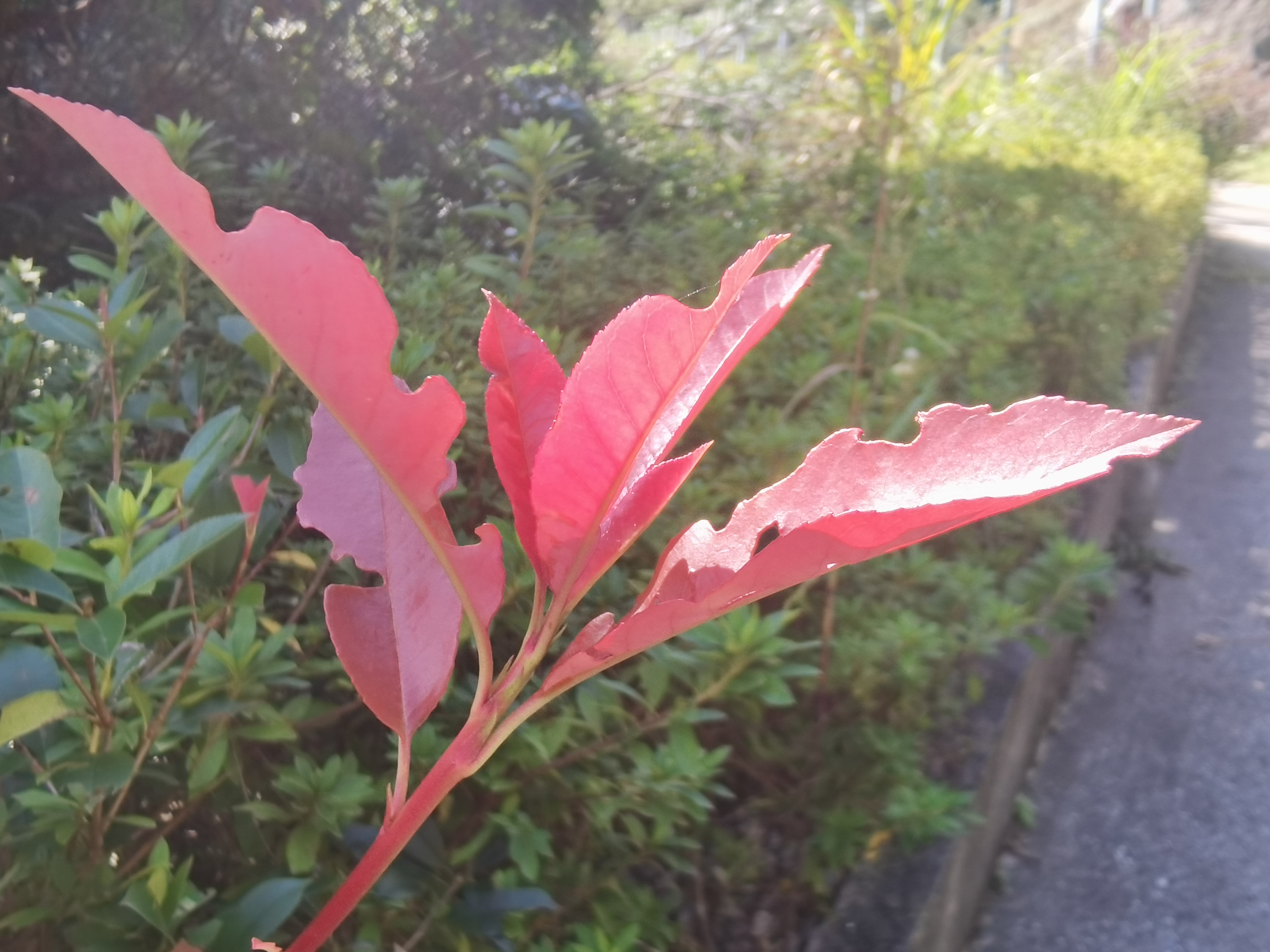 IMG_20211017_133131.jpg