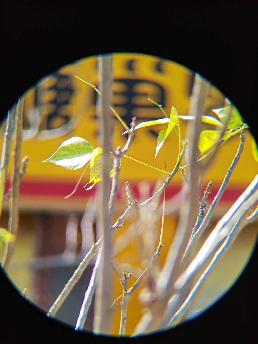 IMG_20211017_143106.jpg