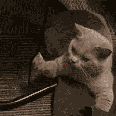 3bbe8636e4297be4d81e4152334e55d3.gif