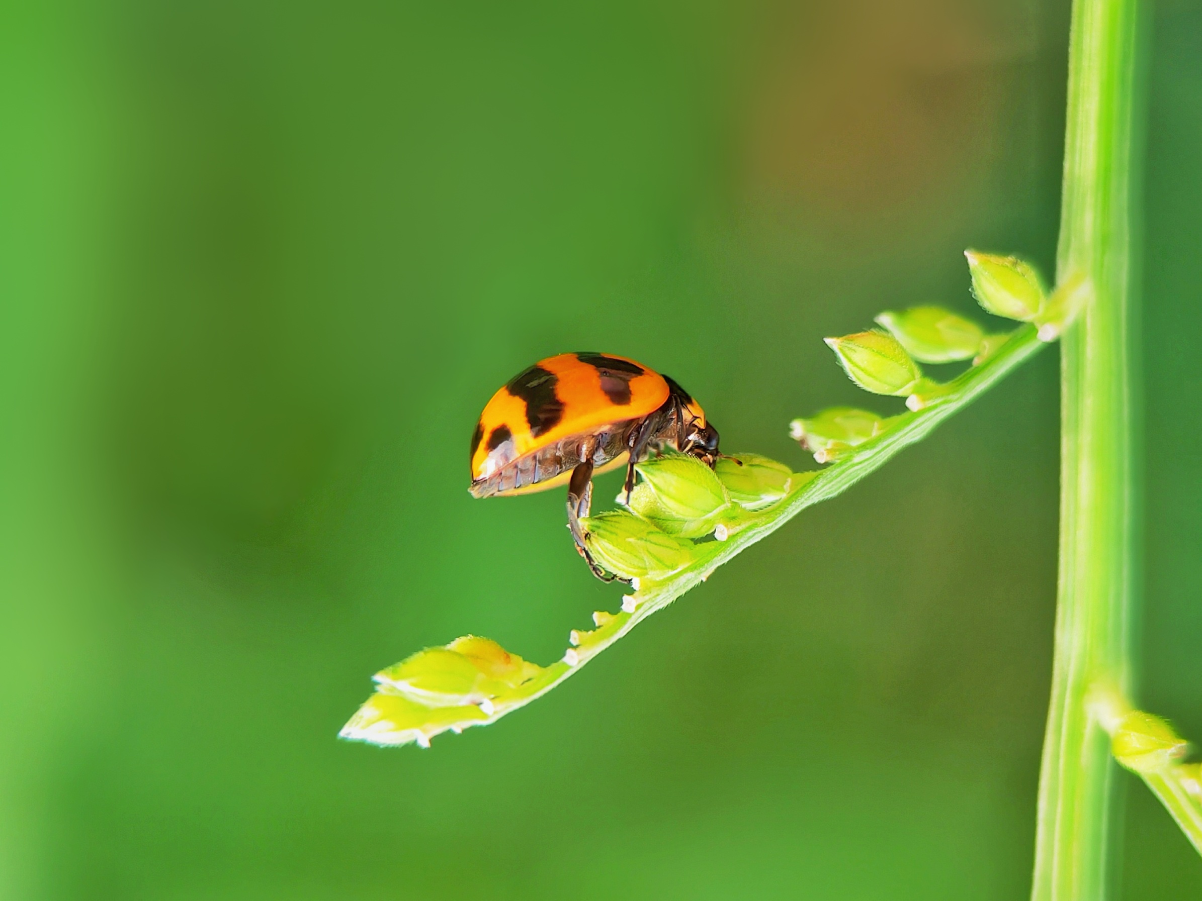 【荣耀magic3pro】微距昆虫-荣耀俱乐部