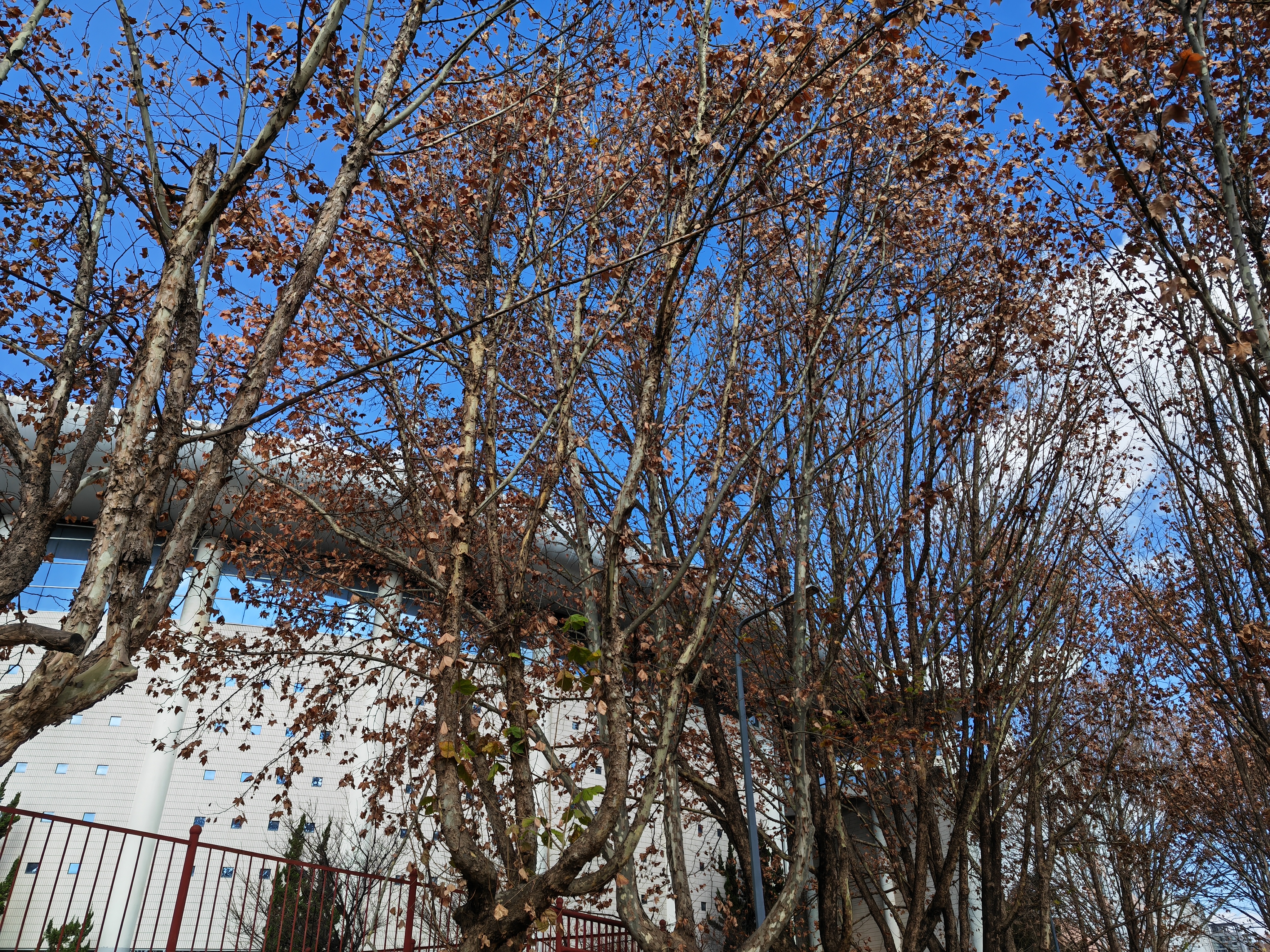 IMG_20211214_112237.jpg