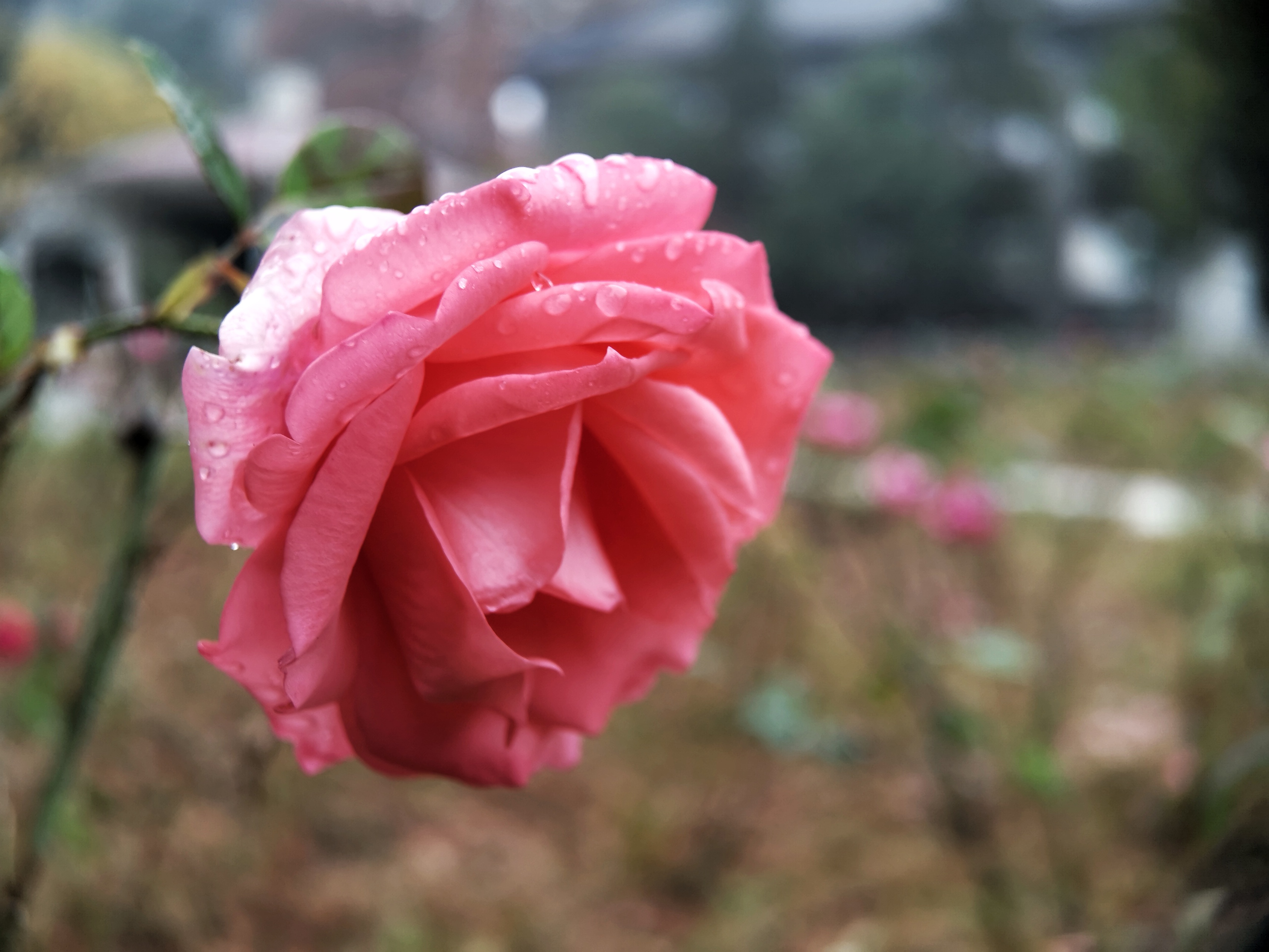 IMG_20211212_143339-01.jpeg