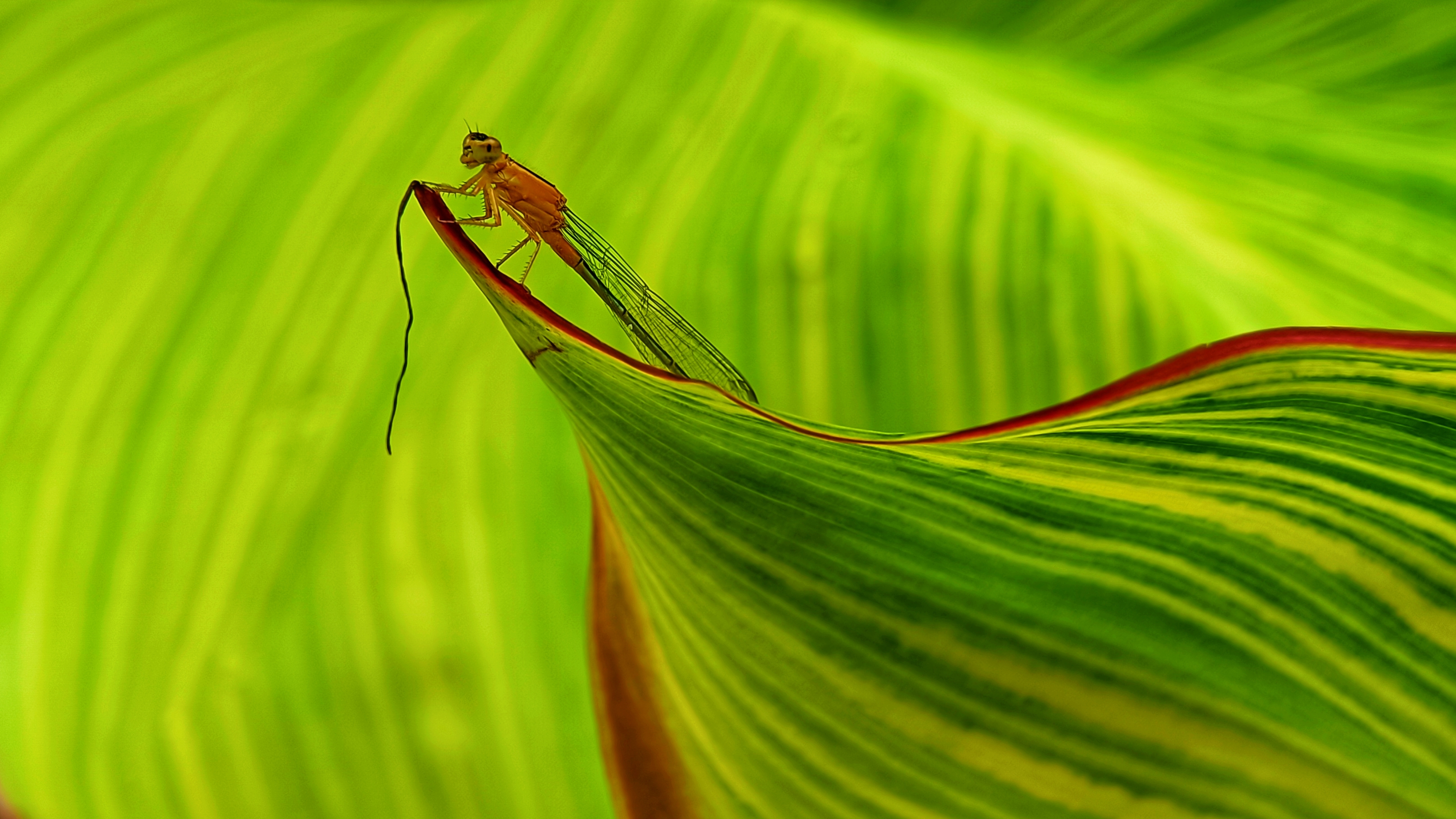 【荣耀50】特立独行-荣耀手机社区版块-智慧生活/游戏专区/magic ui&