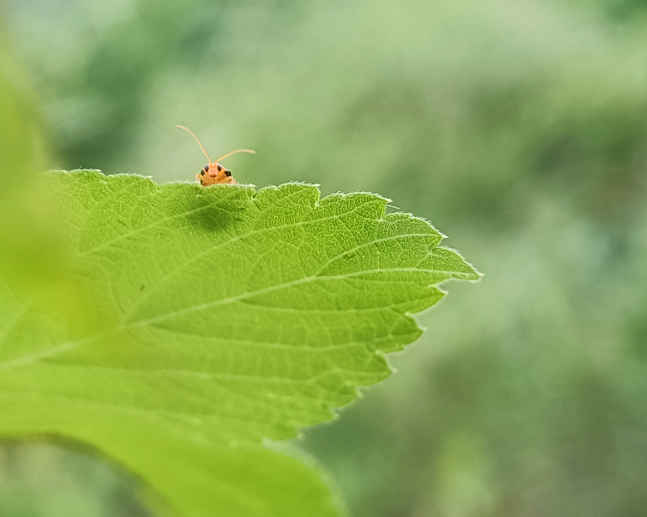 【荣耀50】观察-荣耀俱乐部