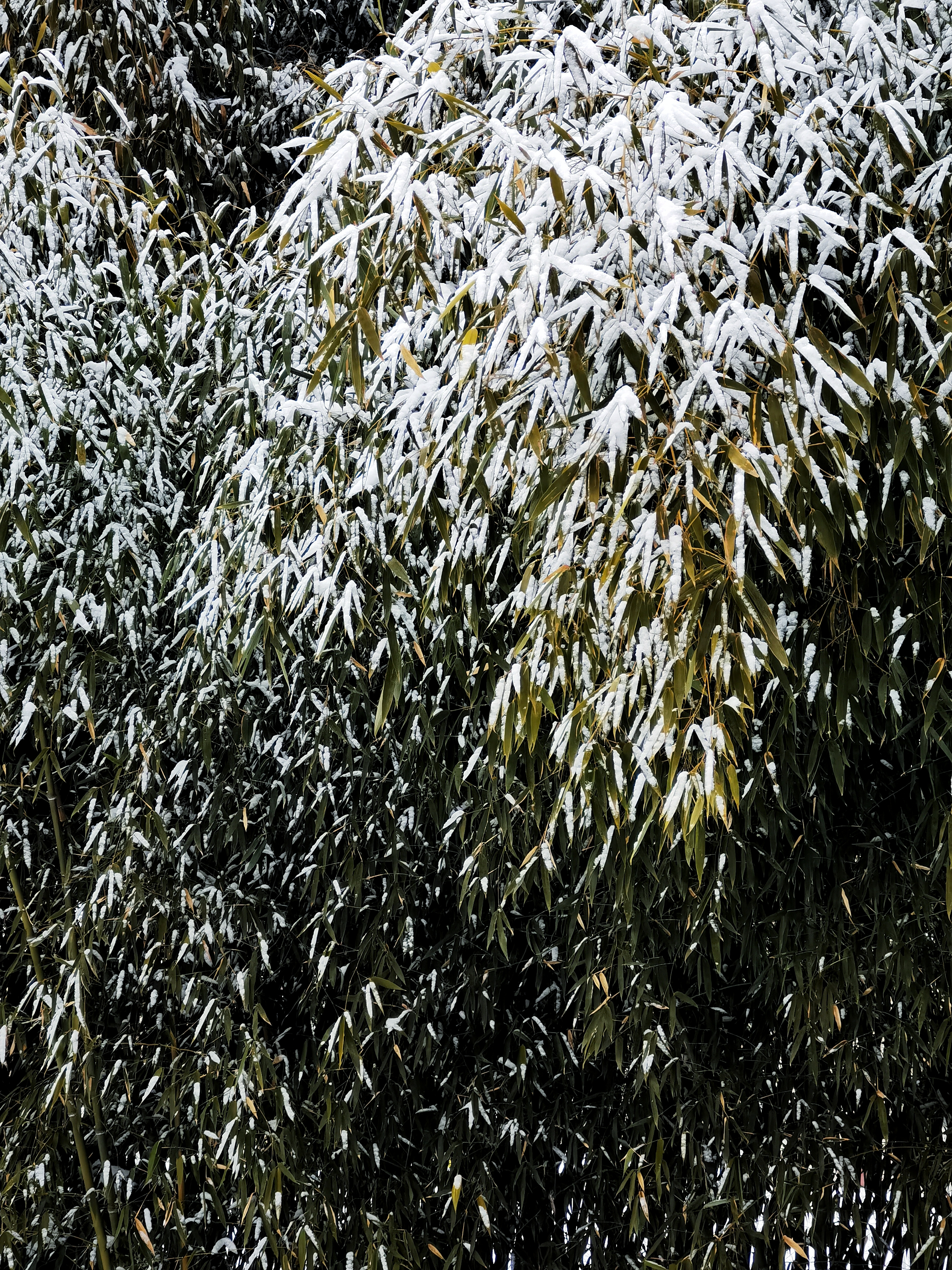IMG_20220122_075402-01.jpeg