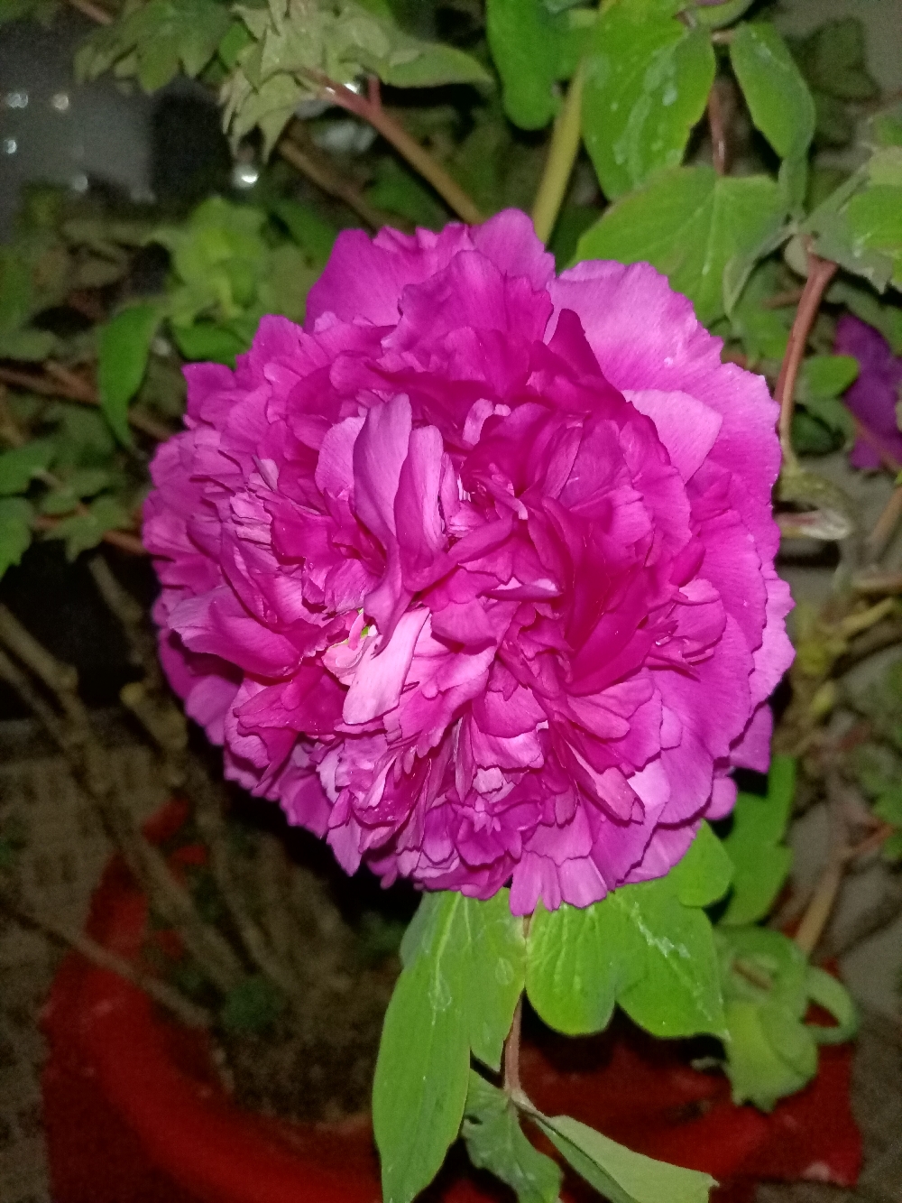 IMG_20220126_202238.jpg