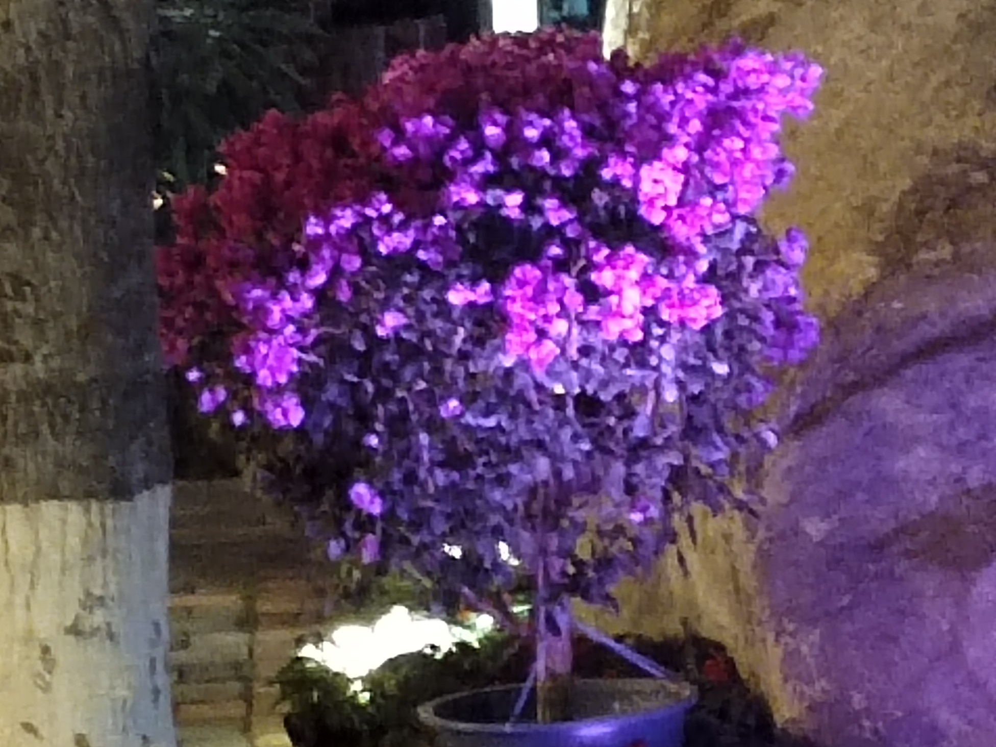 IMG_20220127_185649.jpg