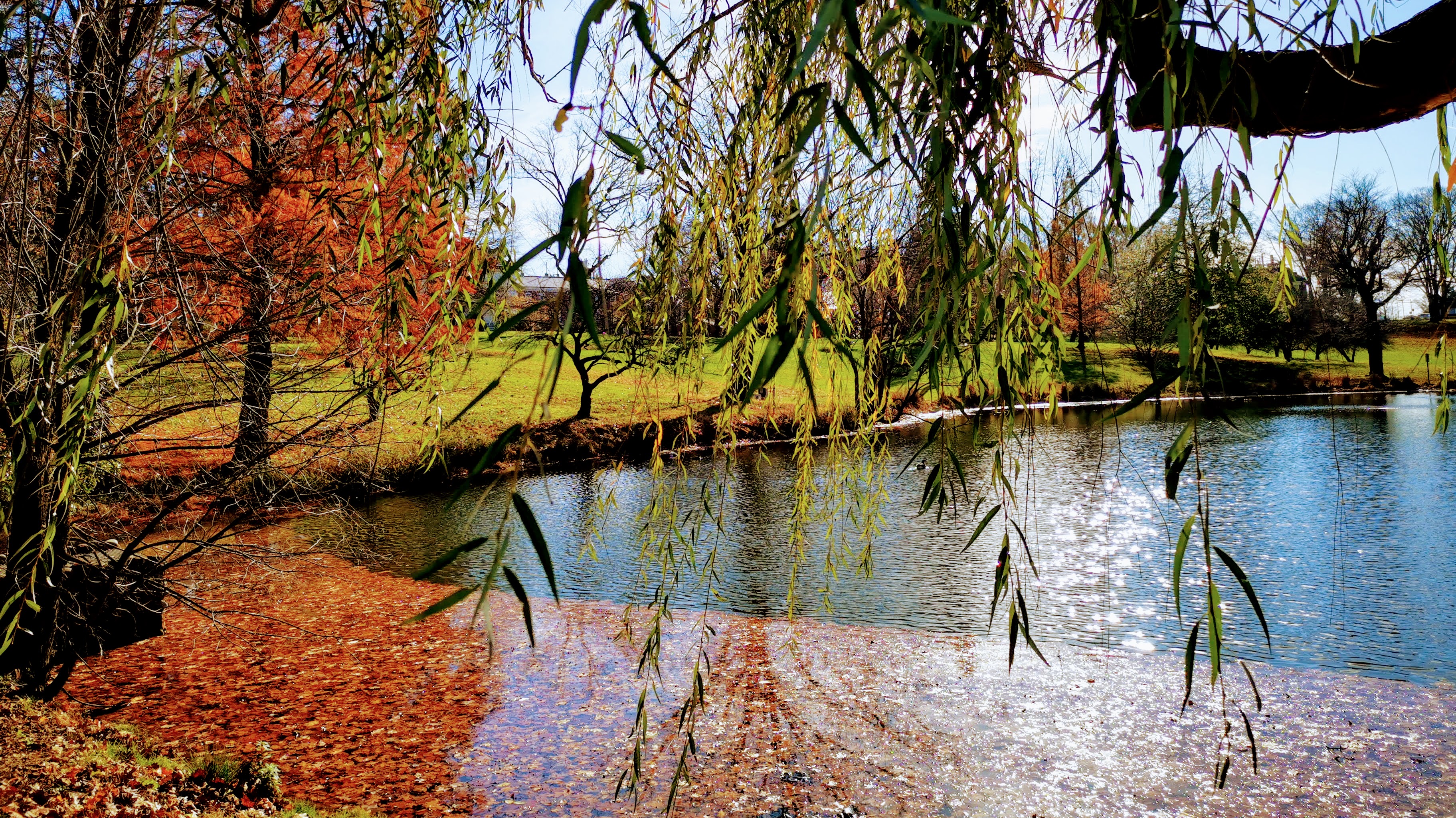 IMG_20201119_120717.jpg