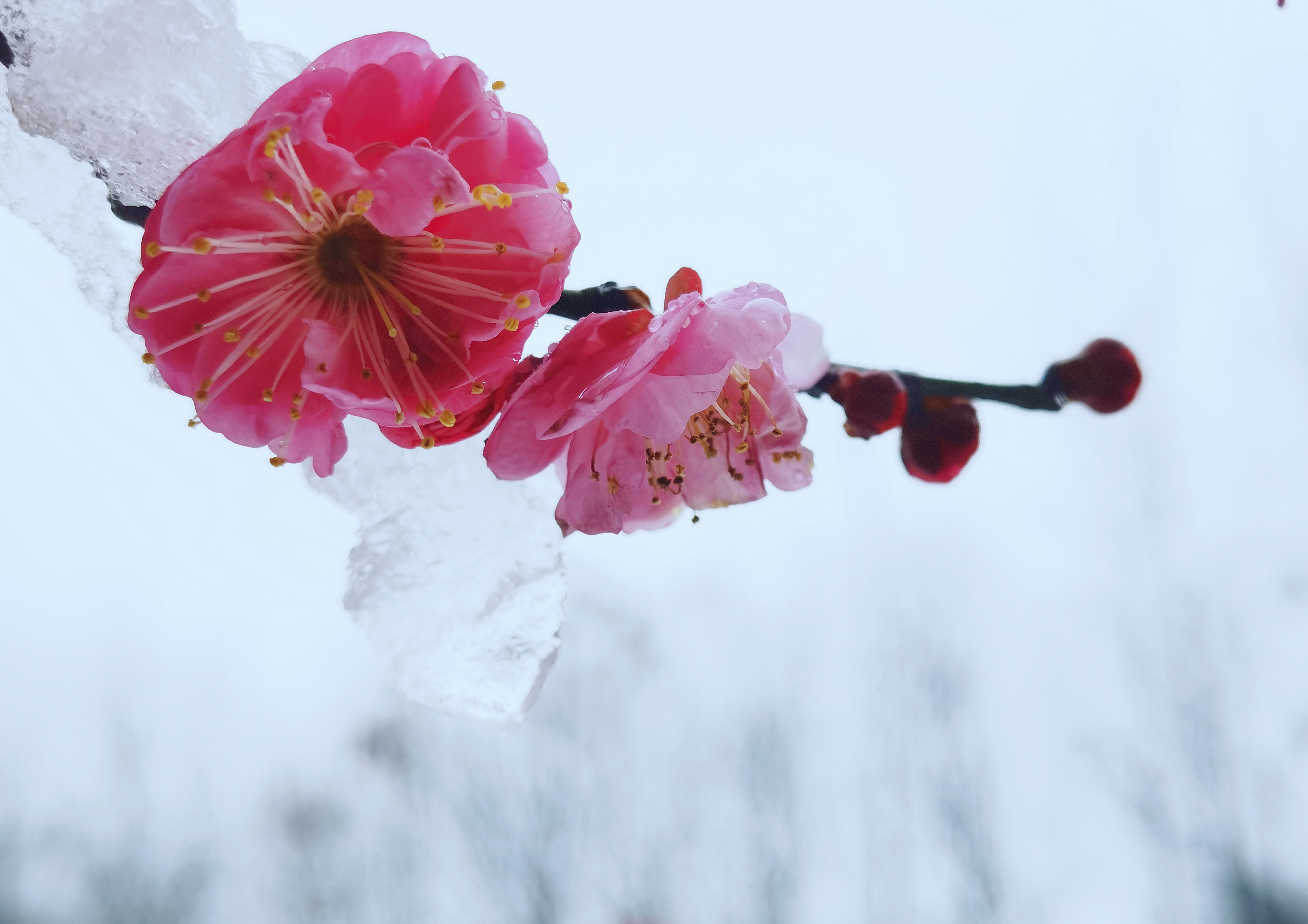 傲雪红梅-荣耀手机社区版块-智慧生活/游戏专区/magic ui&云服务版块