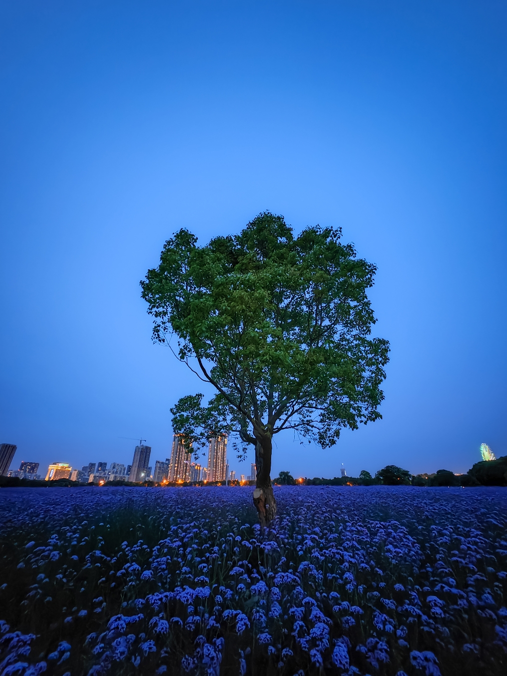 蓝调时刻的薰衣草海