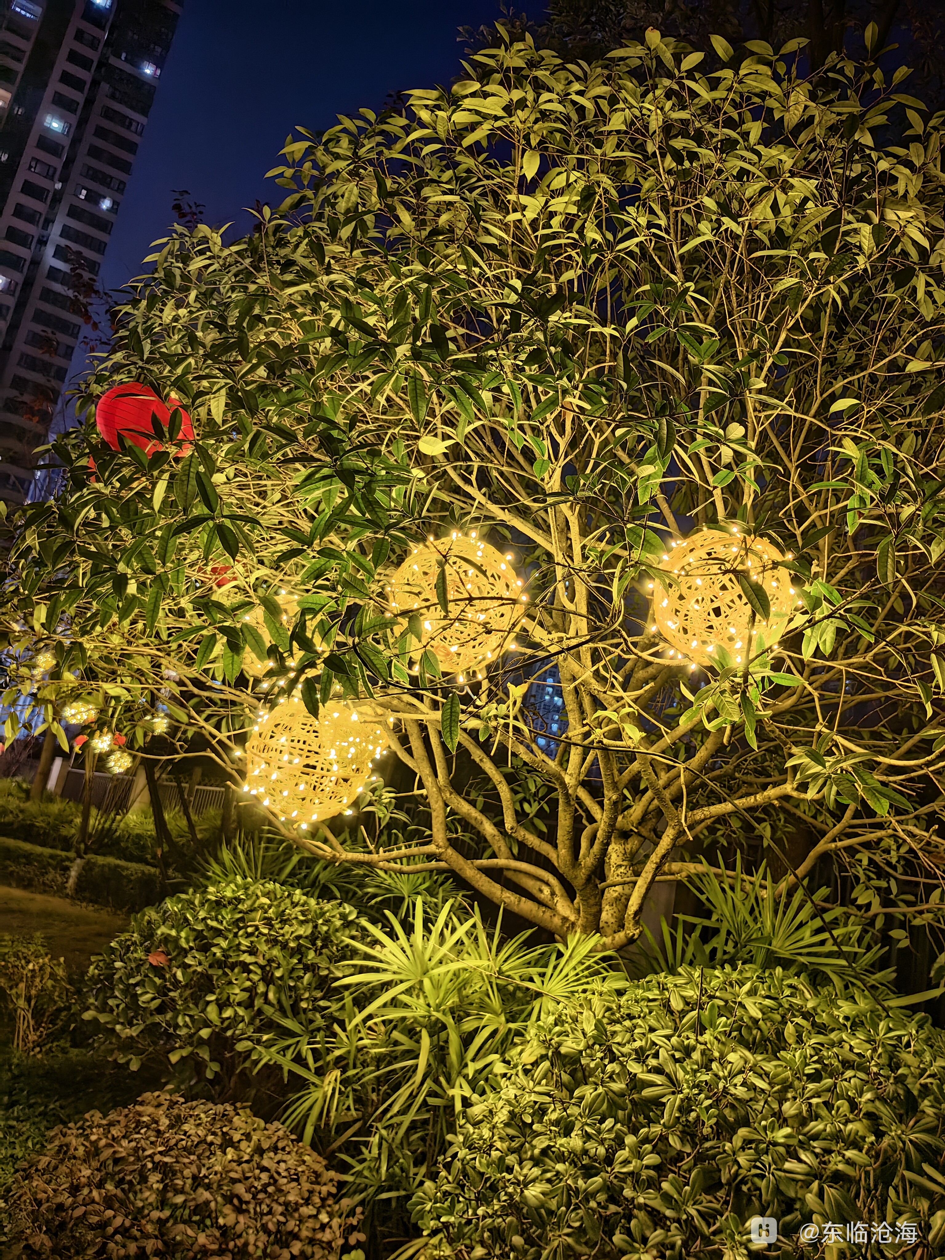 荣耀70pro夜拍树上的彩灯