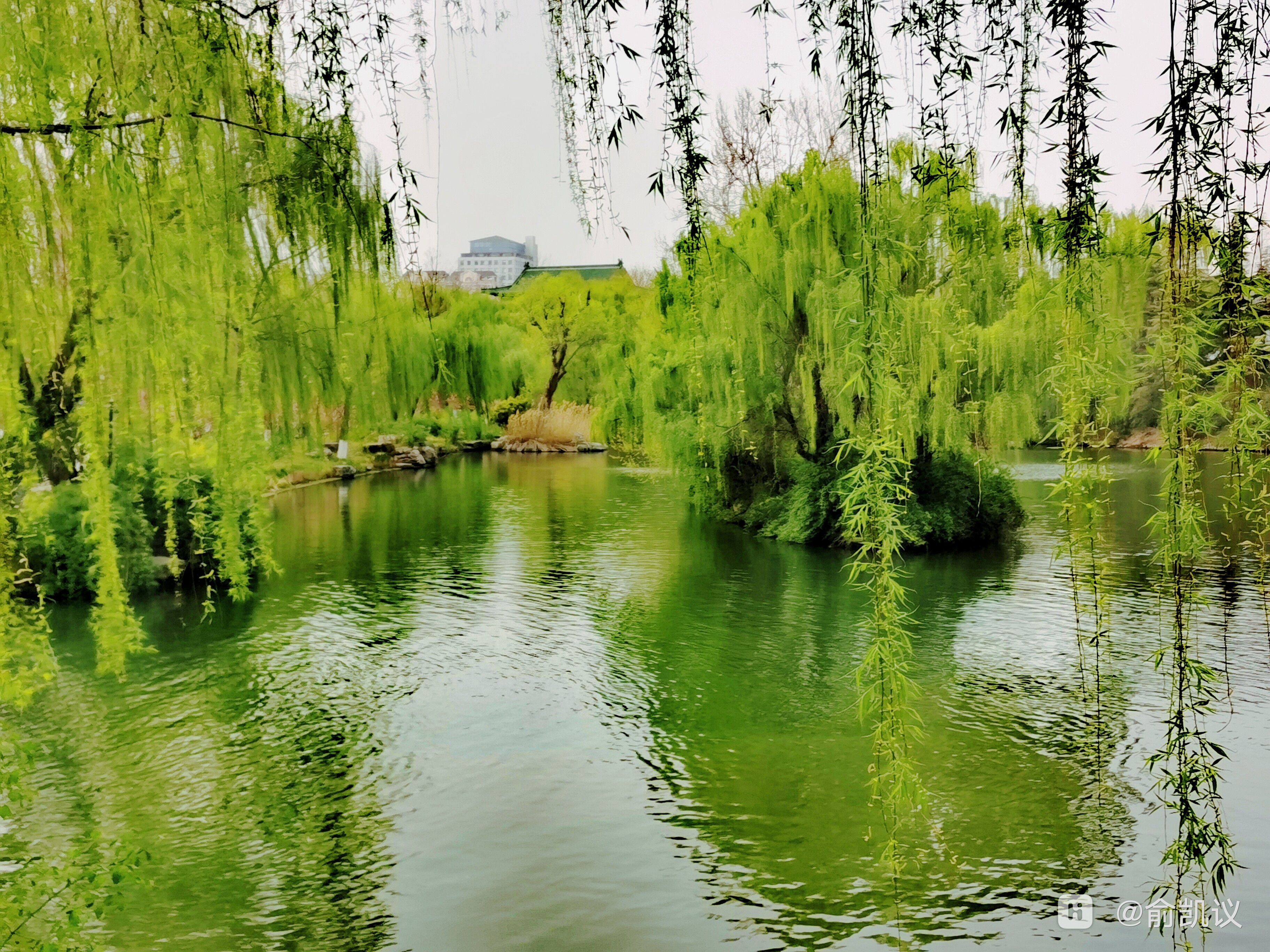大明湖畔柳如丝