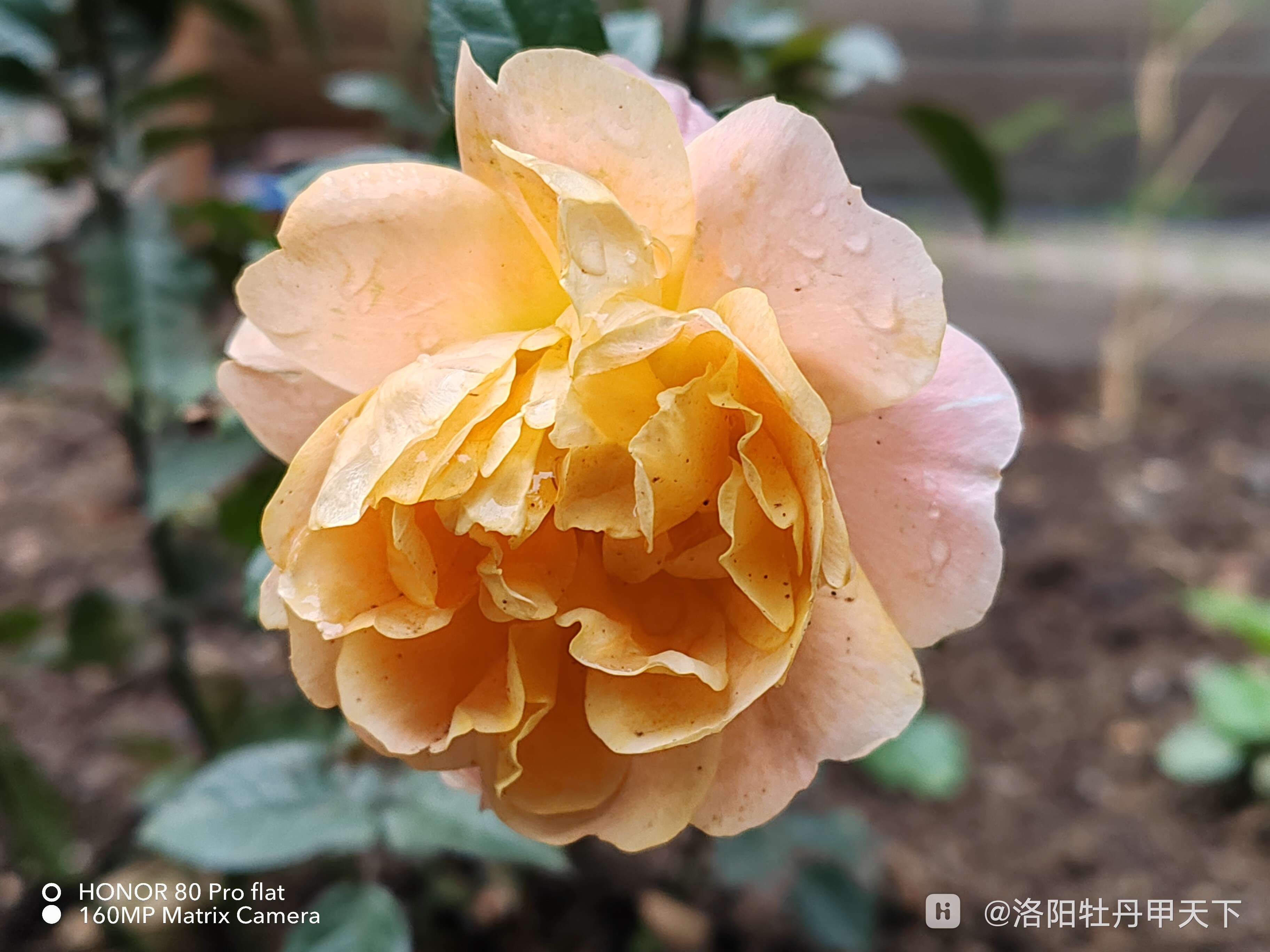 荣耀80pro直屛版拍雨后月季花