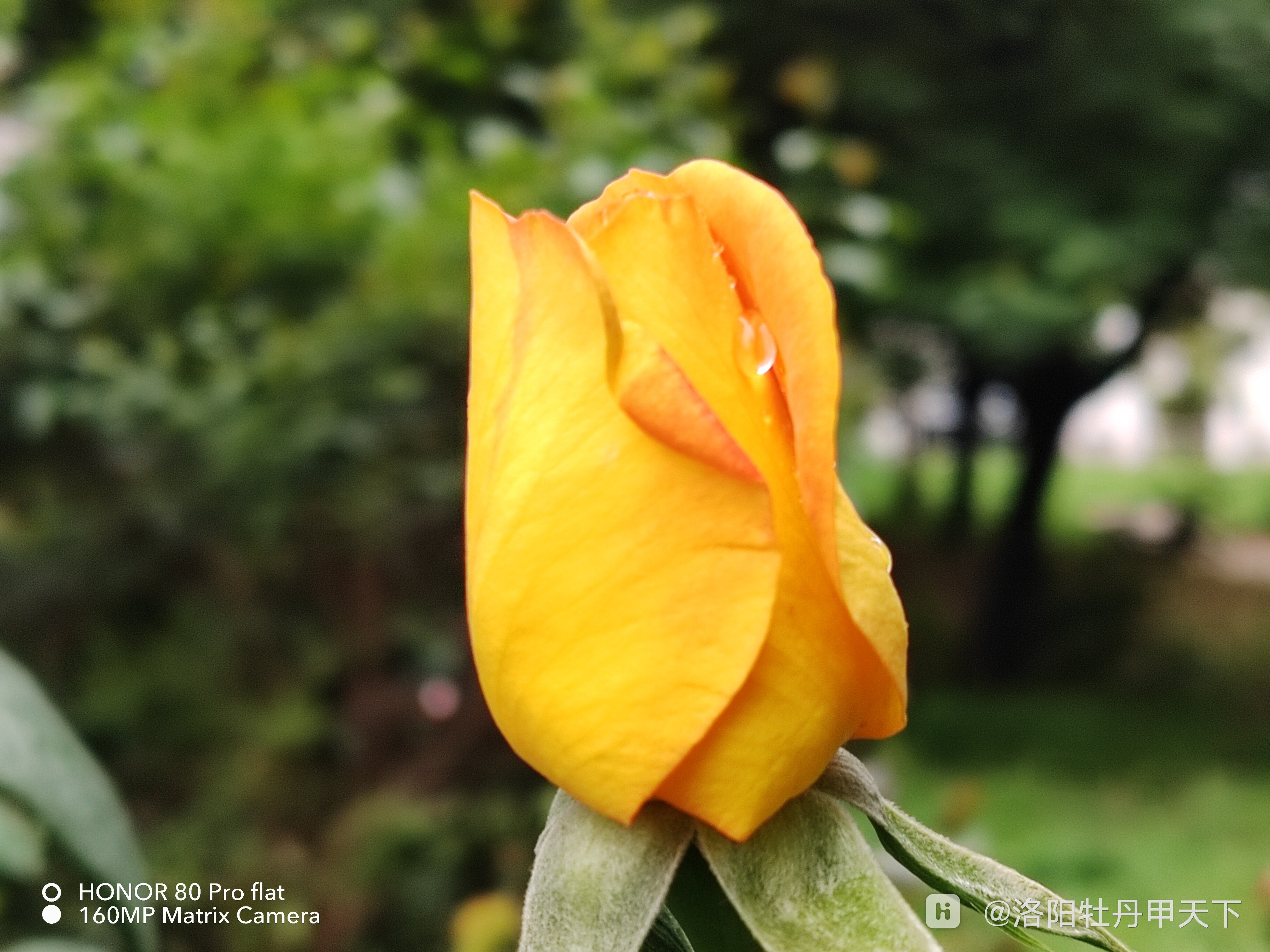 荣耀80pro直屛版拍雨后月季花
